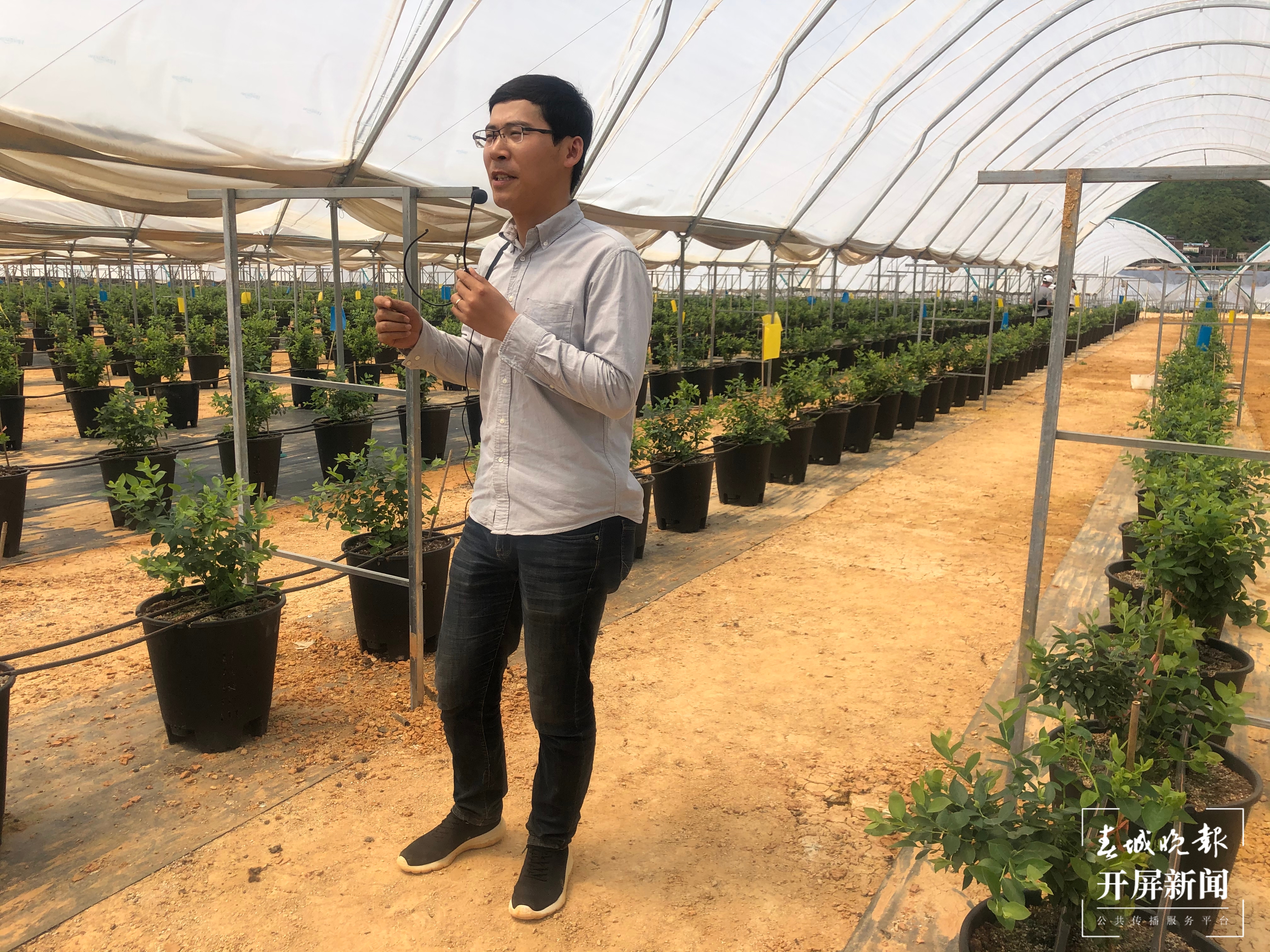 【走进红色文山】砚山这个园区种蓝莓像搞科研，上市售价将达300元/公斤