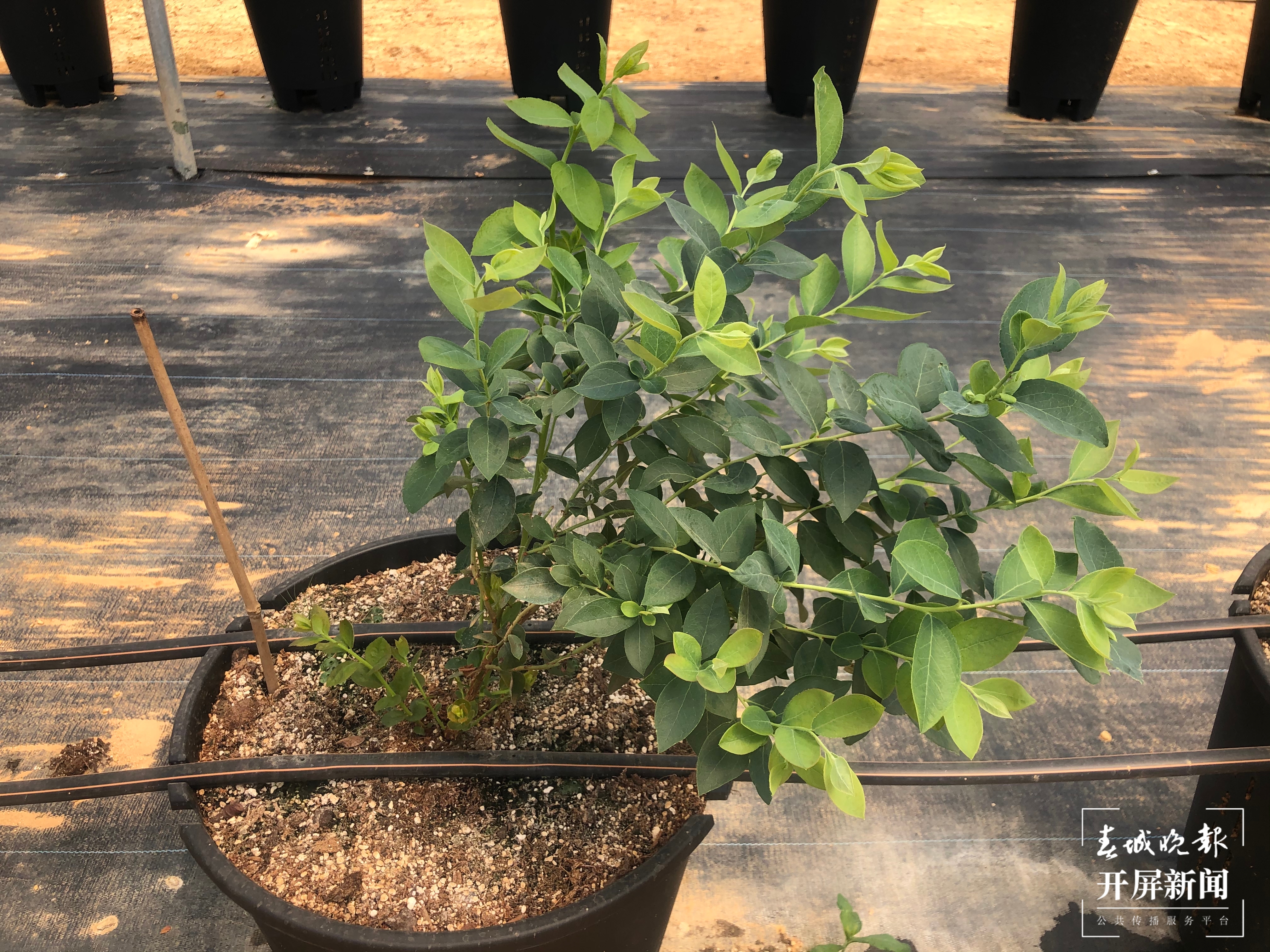 【走进红色文山】砚山这个园区种蓝莓像搞科研，上市售价将达300元/公斤