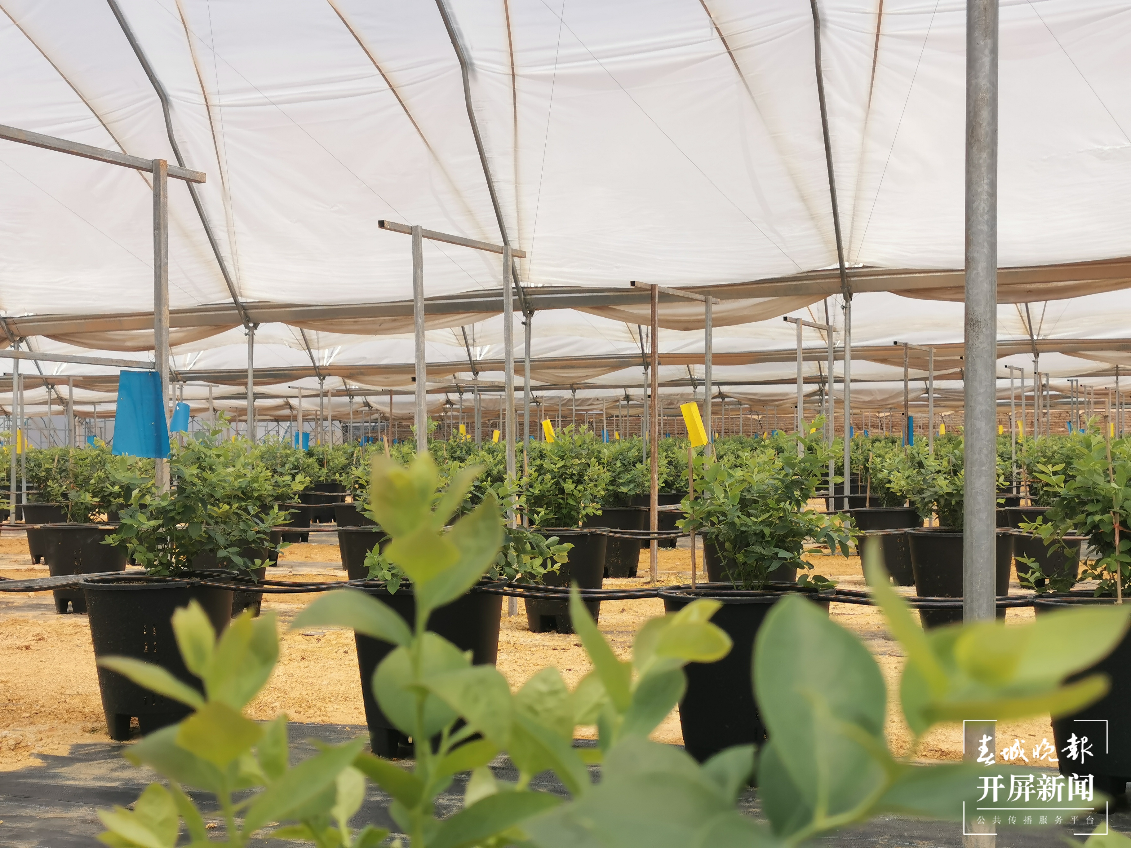 【走进红色文山】砚山县干河乡：沪滇合作产业新