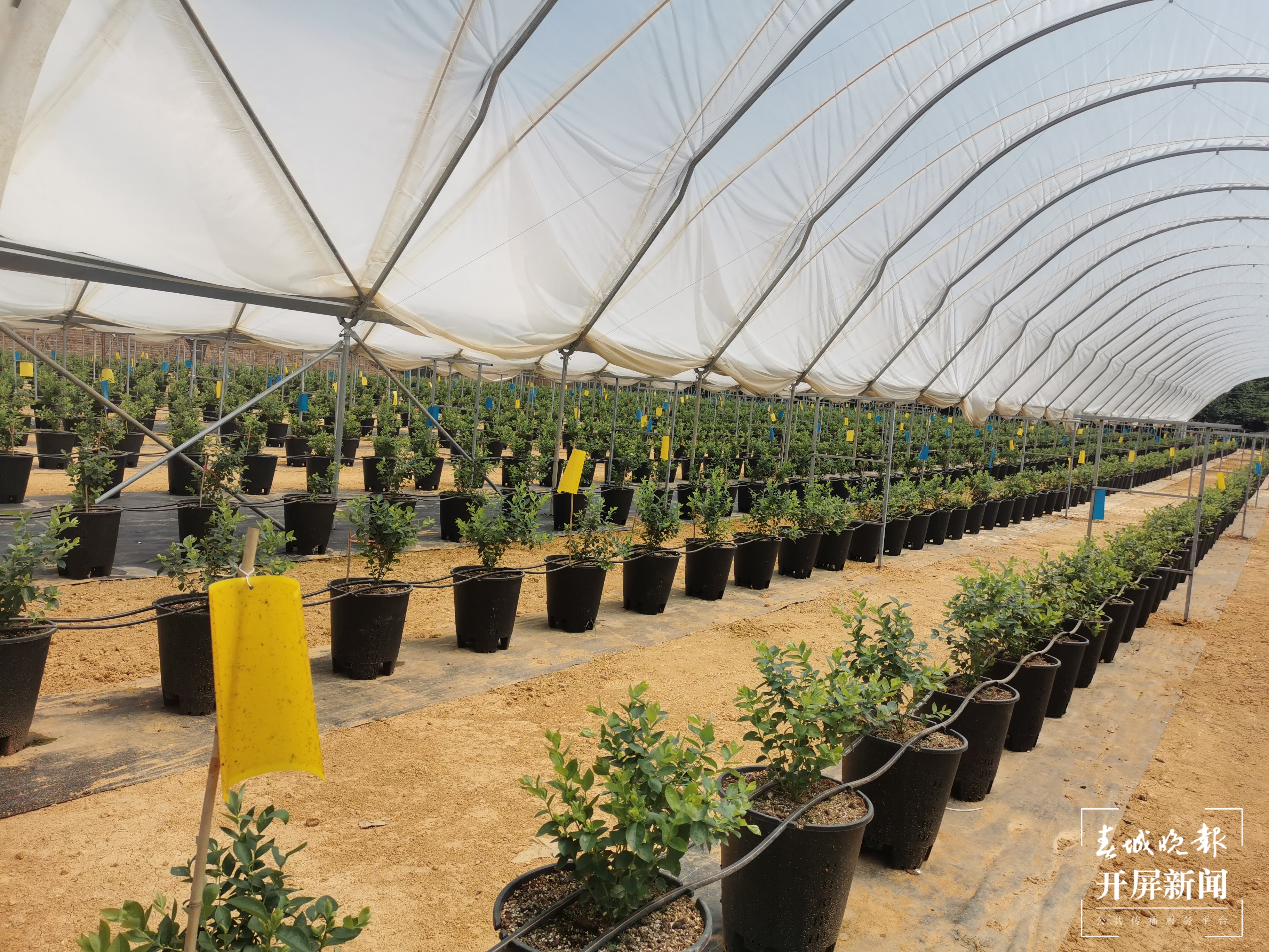 【走进红色文山】砚山县干河乡：沪滇合作产业新