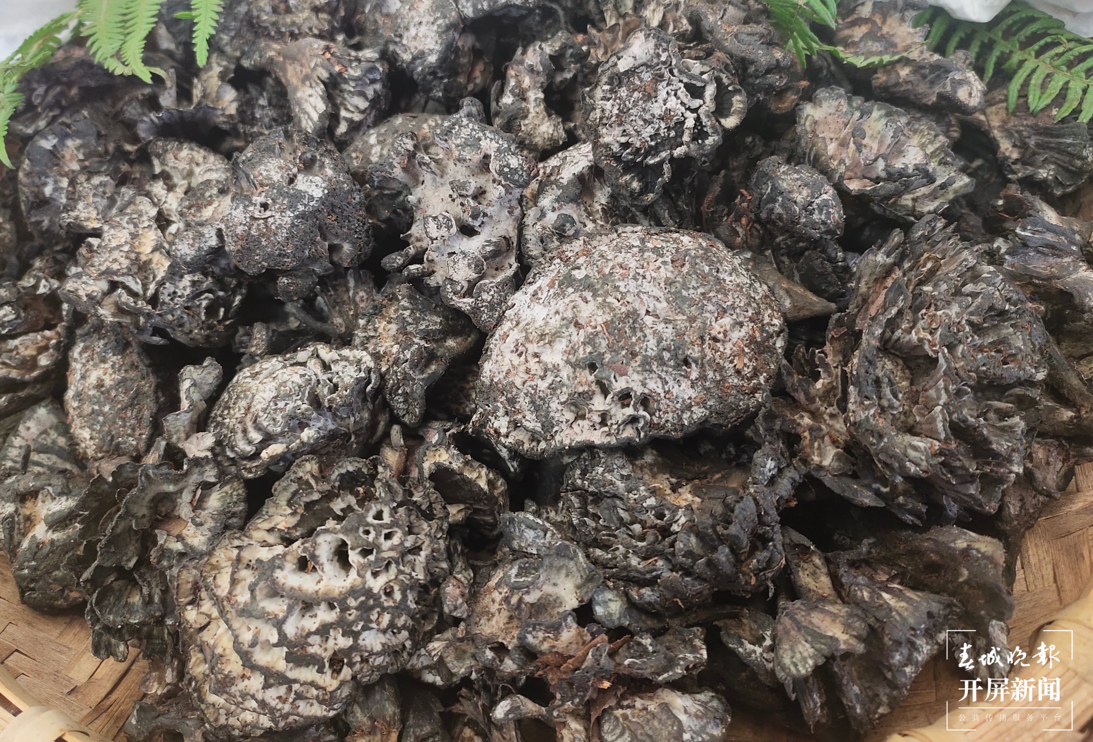 @昆明吃货 干巴菌价格打对折，鸡油菌、竹荪新鲜上市！赶紧吃起来吧（春城晚报-开屏新闻记者 孙江荭 摄）
