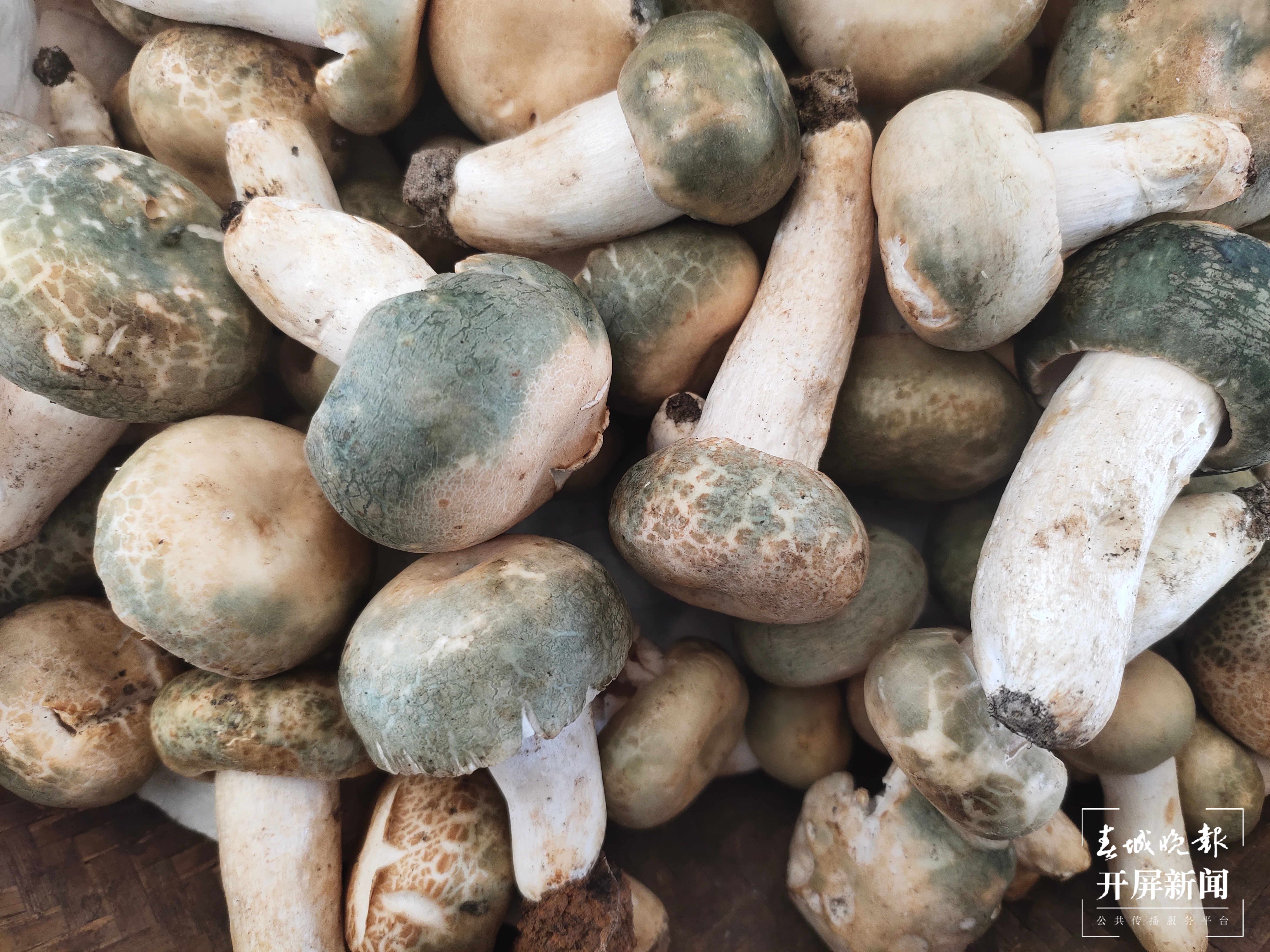 @昆明吃货 干巴菌价格打对折，鸡油菌、竹荪新鲜上市！赶紧吃起来吧（春城晚报-开屏新闻记者 孙江荭 摄）