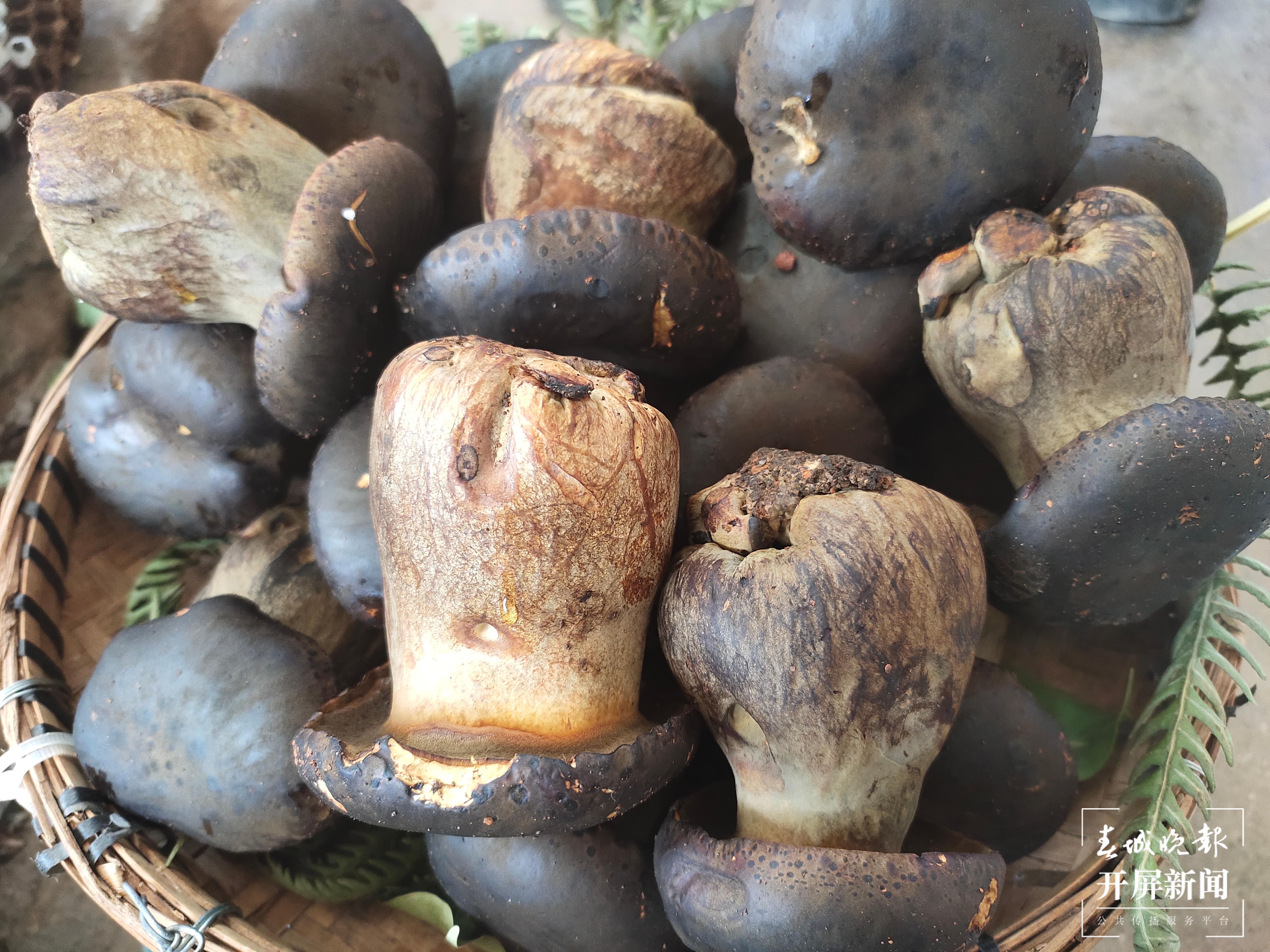 @昆明吃货 干巴菌价格打对折，鸡油菌、竹荪新鲜上市！赶紧吃起来吧（春城晚报-开屏新闻记者 孙江荭 摄）