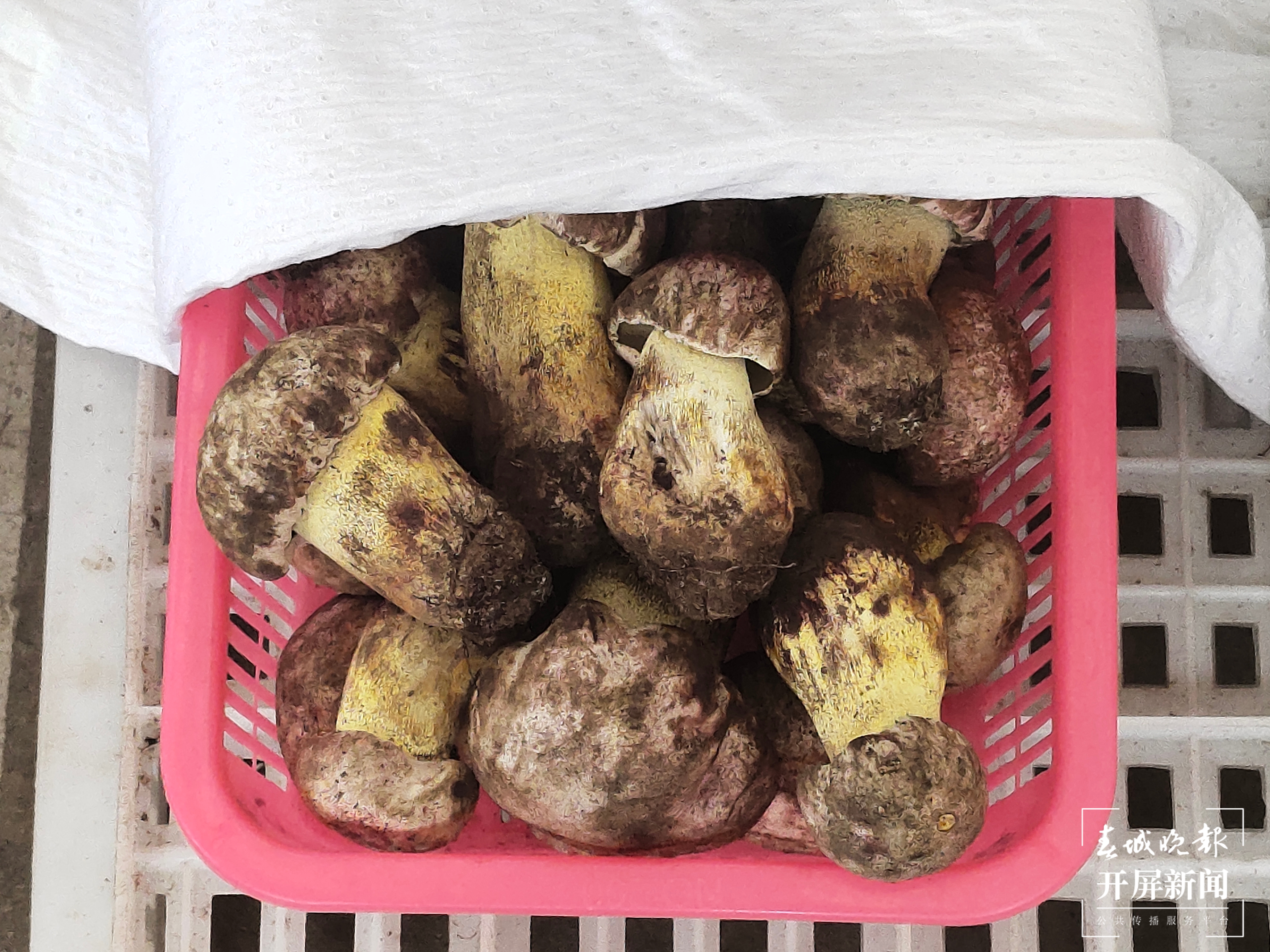 @昆明吃货 干巴菌价格打对折，鸡油菌、竹荪新鲜上市！赶紧吃起来吧（春城晚报-开屏新闻记者 孙江荭 摄）