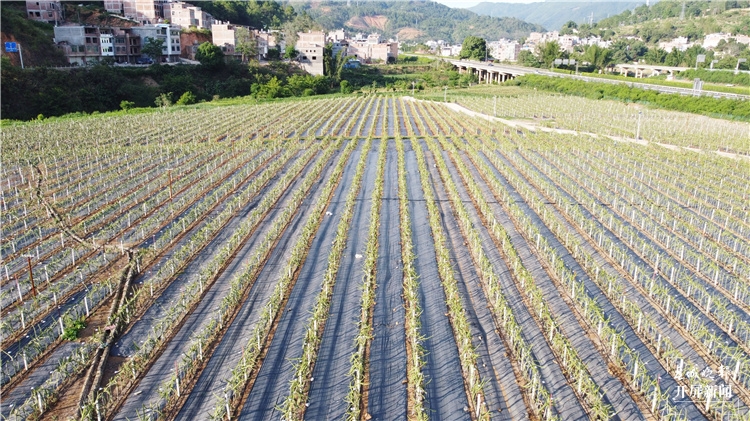 富宁这种水果夜晚要照灯光浴