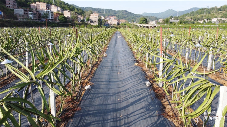 富宁这种水果夜晚要照灯光浴