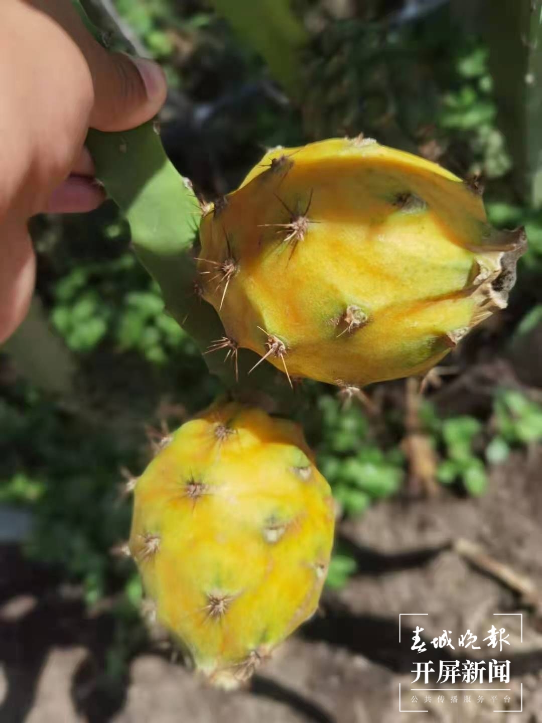 富宁这种水果夜晚要照灯光浴