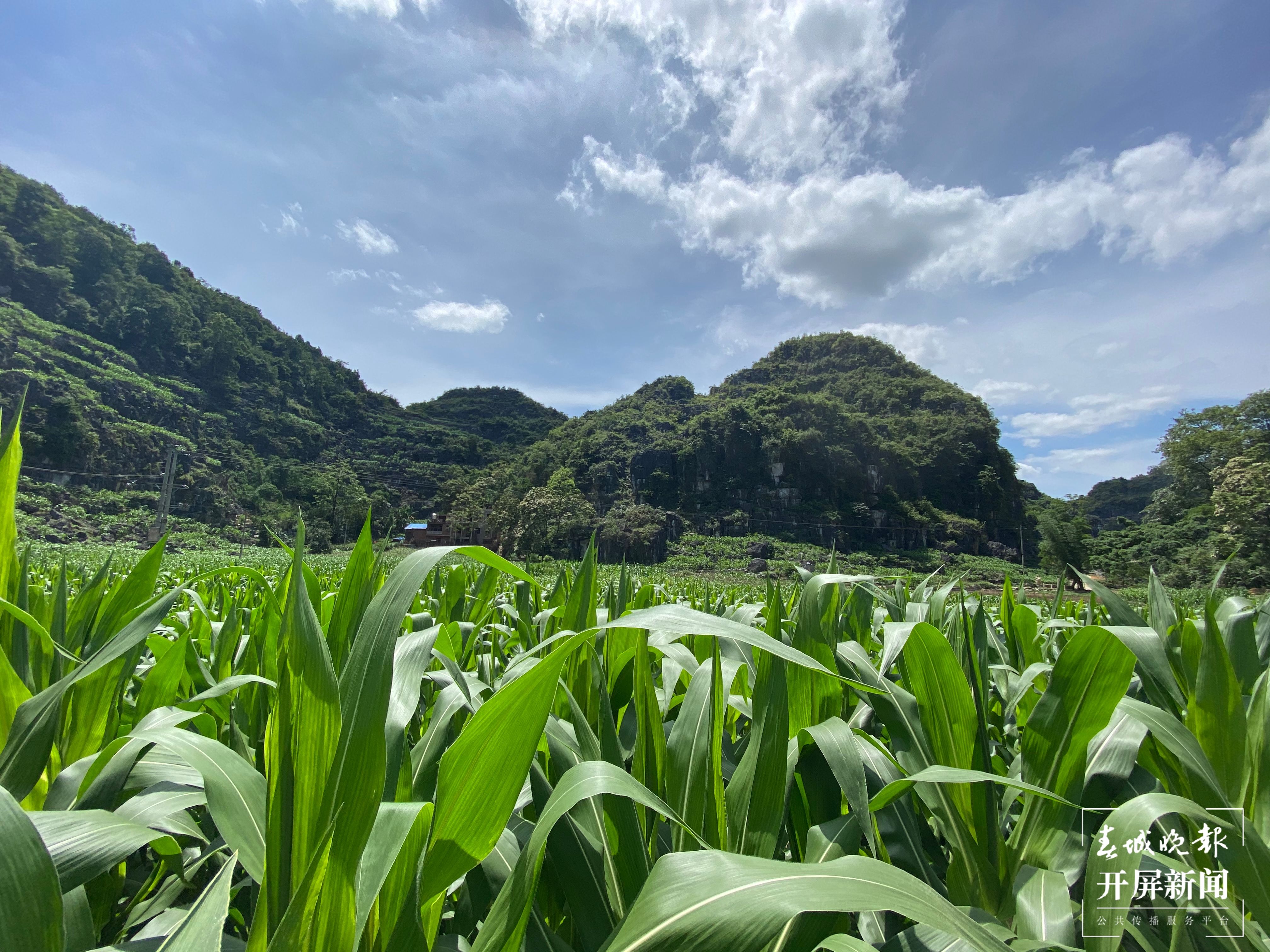 玉米是山瑶群众的传统作物（孙琴霞 摄）.jpg