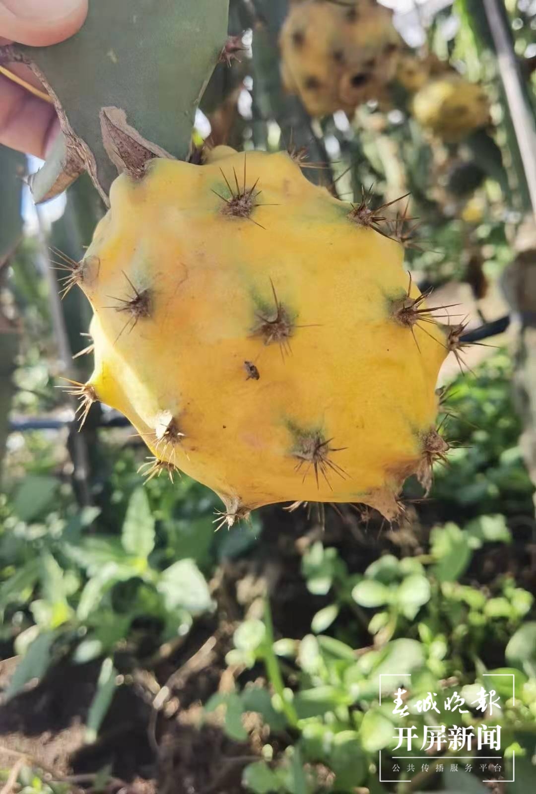 【走进红色文山】火龙果“逆袭” 为什么一颗要卖80元？