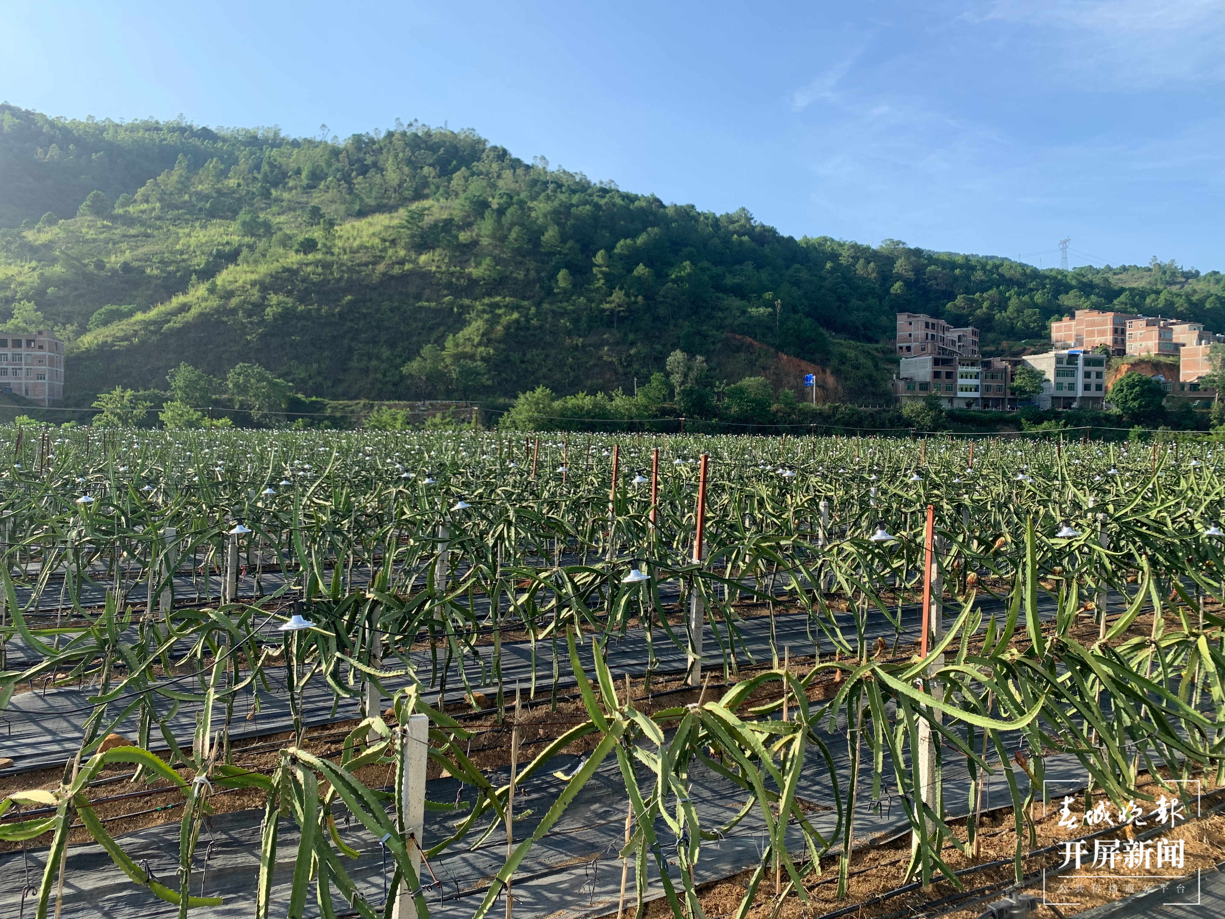 【走进红色文山】火龙果“逆袭” 为什么一颗要卖80元？