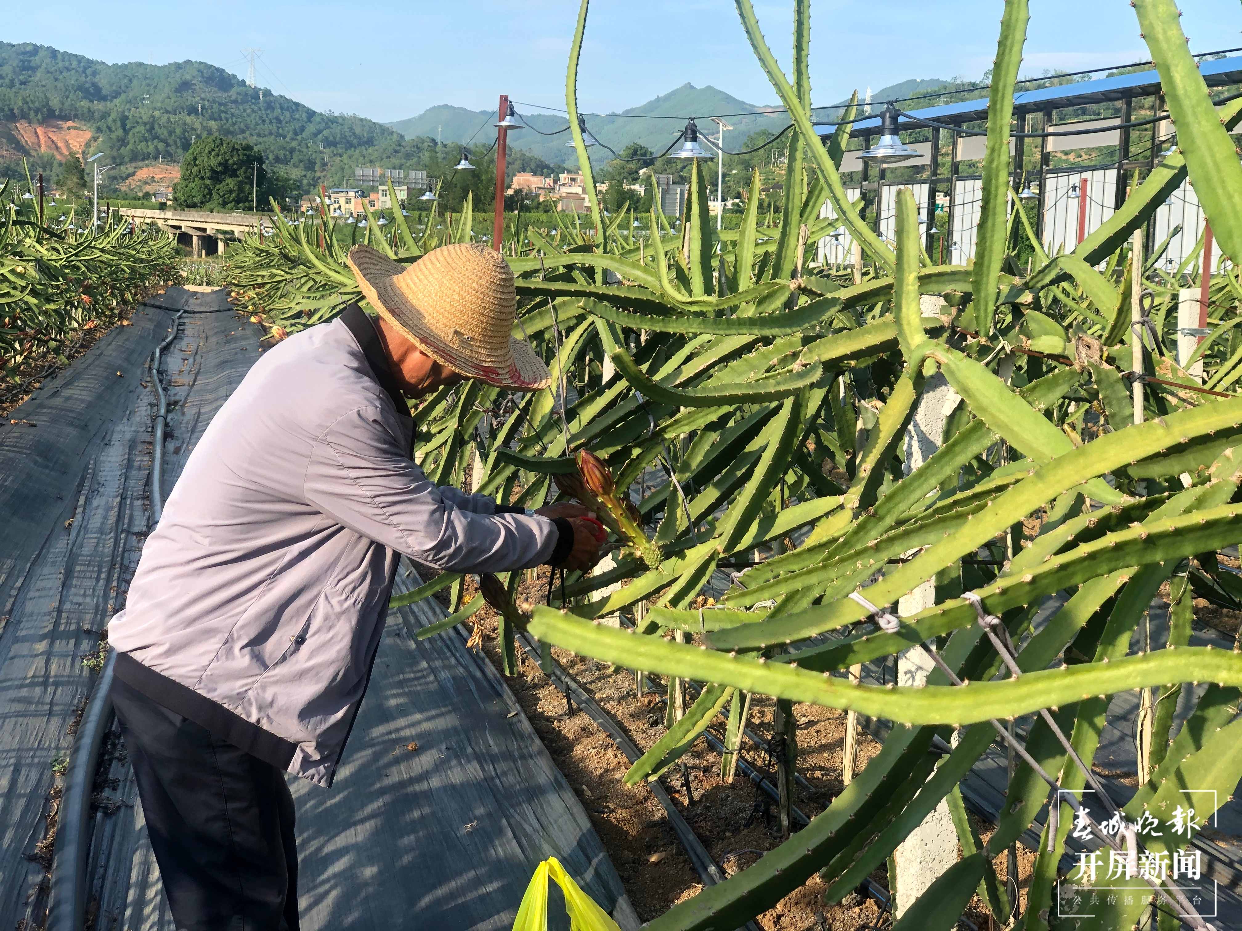 【走进红色文山】火龙果“逆袭” 为什么一颗要卖80元？