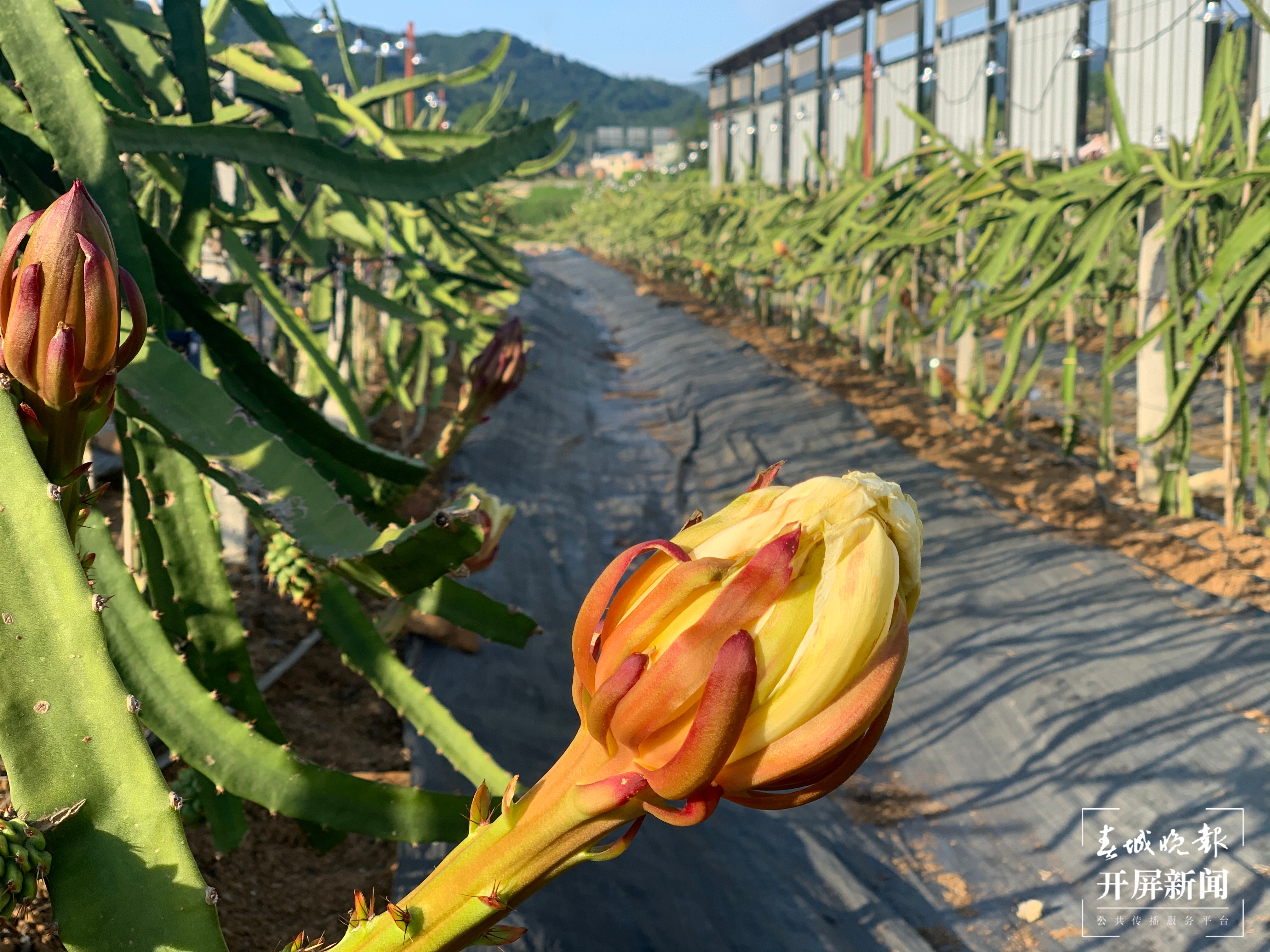 【走进红色文山】火龙果“逆袭” 为什么一颗要卖80元？