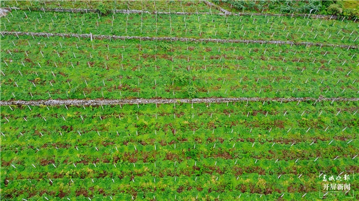 猕猴桃林密密匝匝 张文峰 摄.jpg