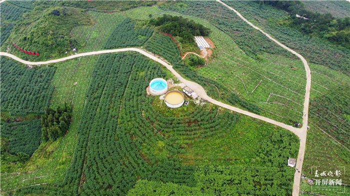 西畴县三光片区5000亩猕猴桃基地长势喜人。 张文峰 摄.jpg