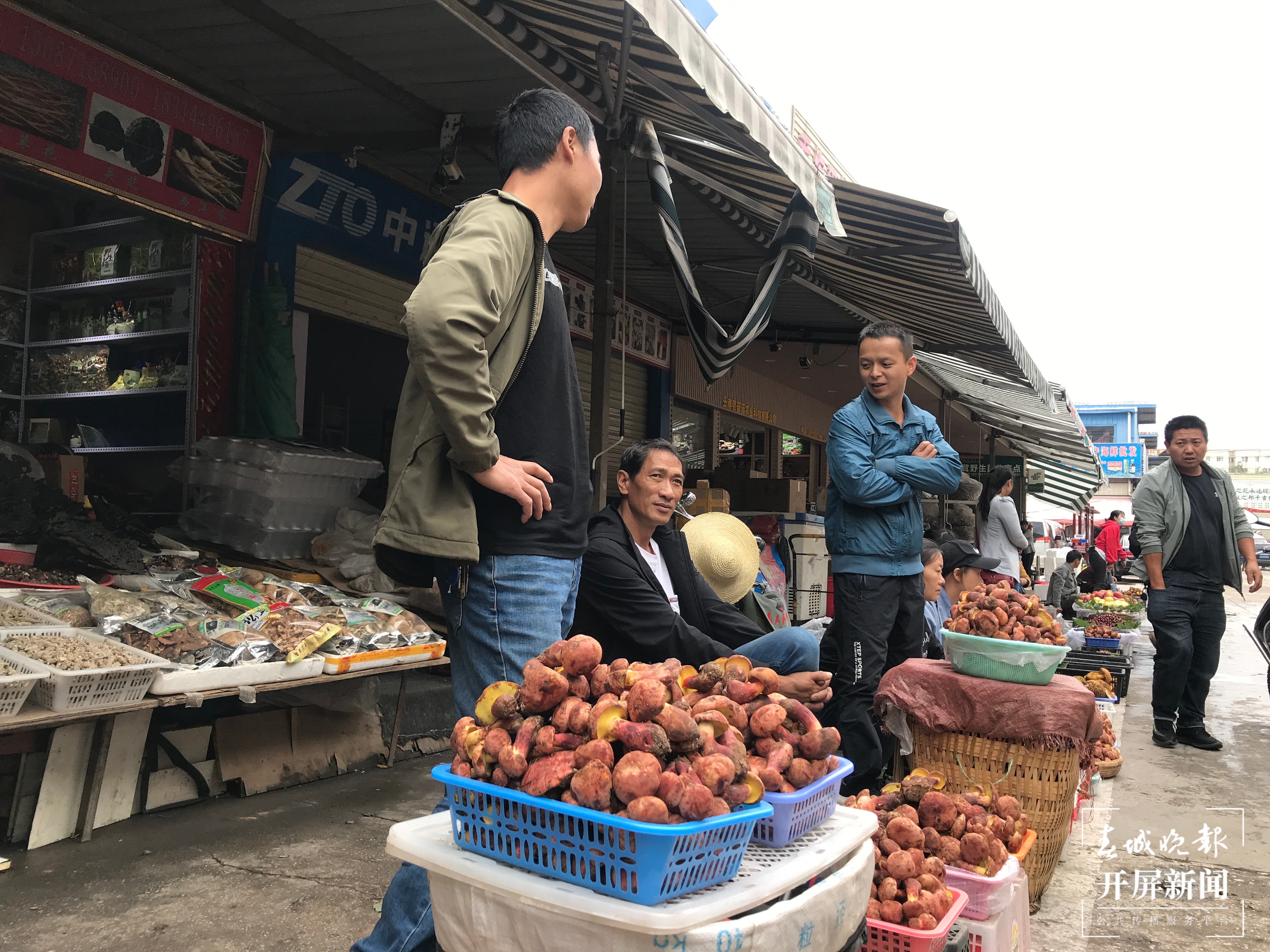 野生菌 杨质高 摄