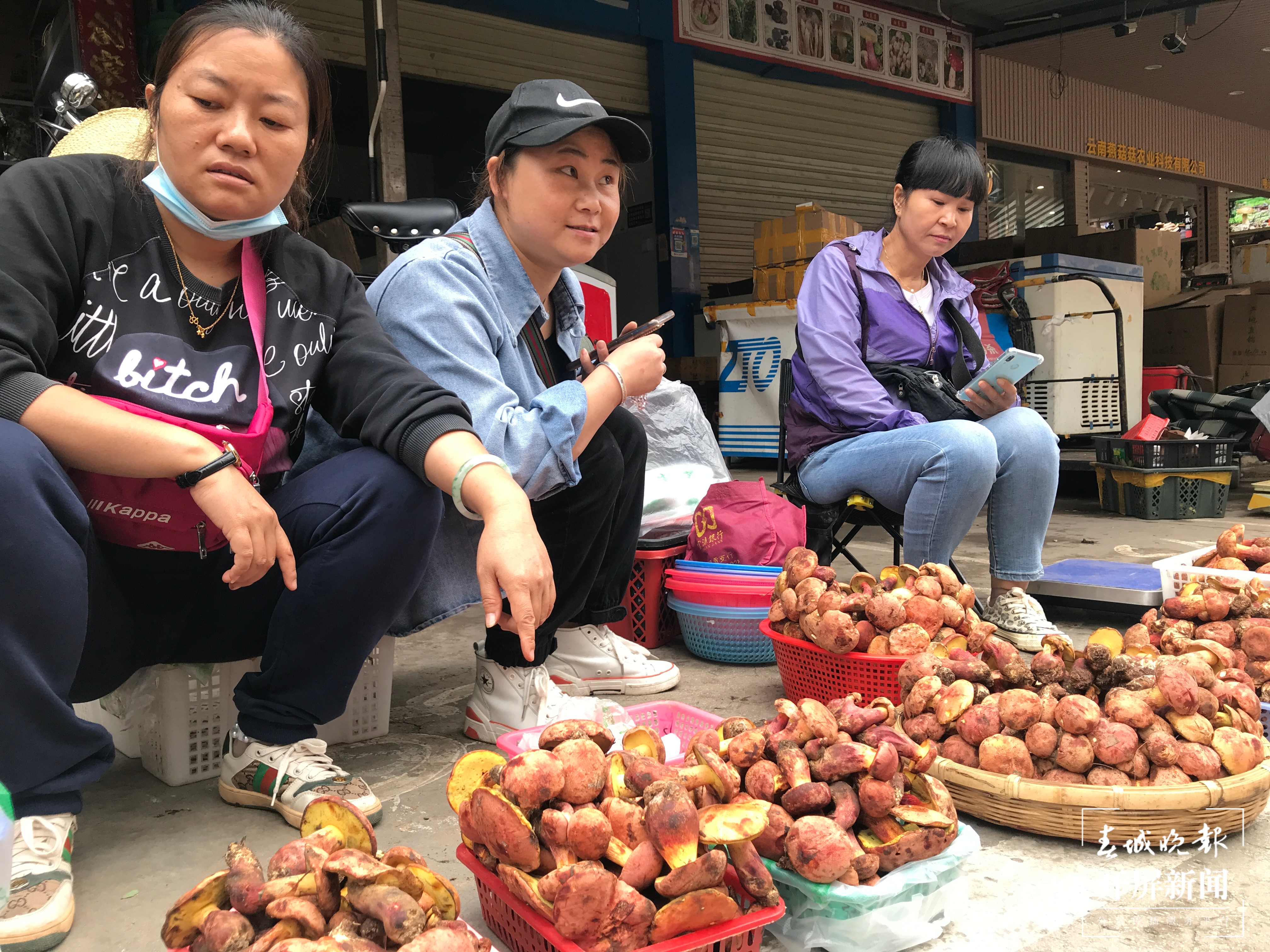 野生菌 杨质高 摄