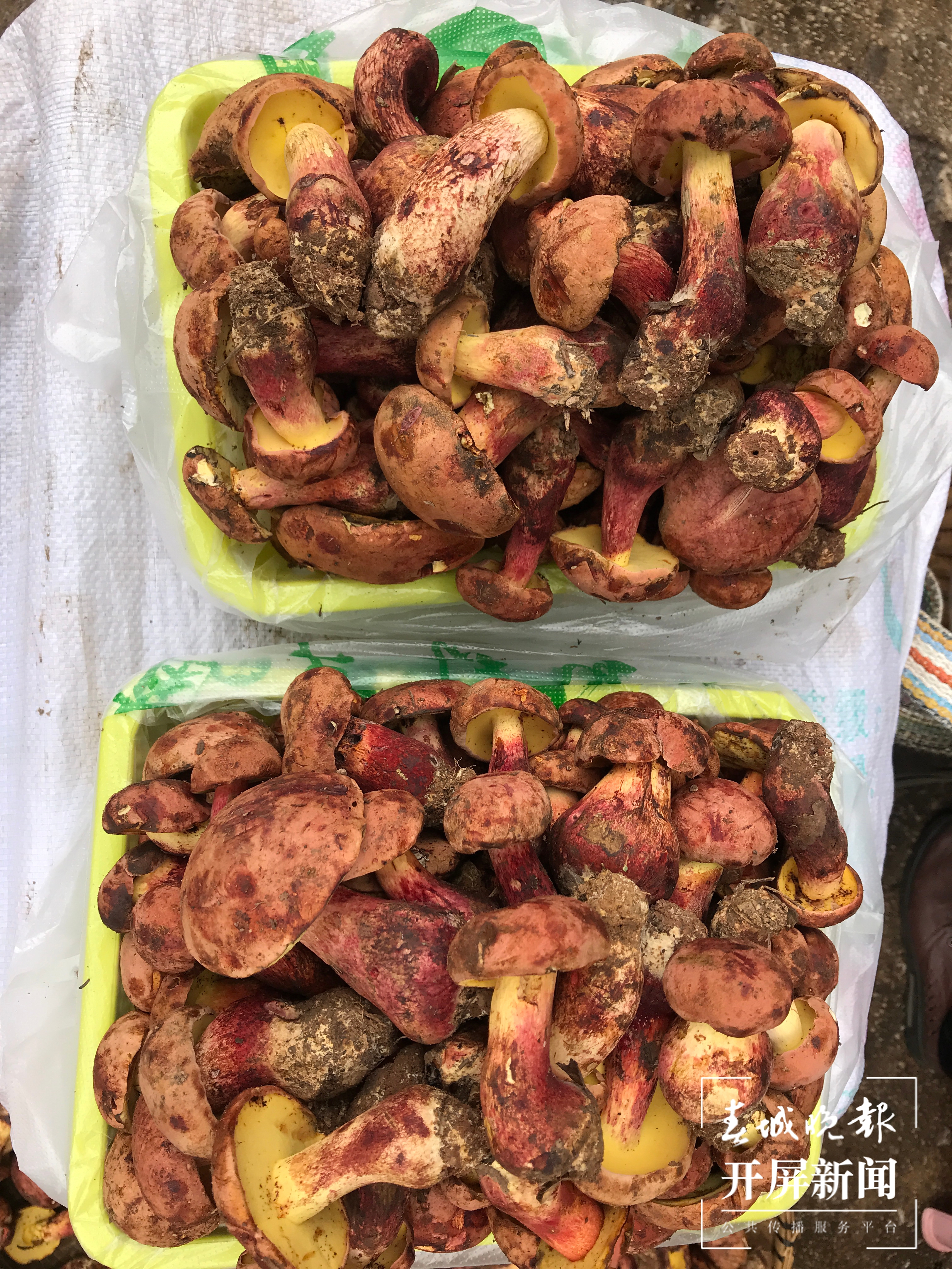 野生菌 杨质高 摄