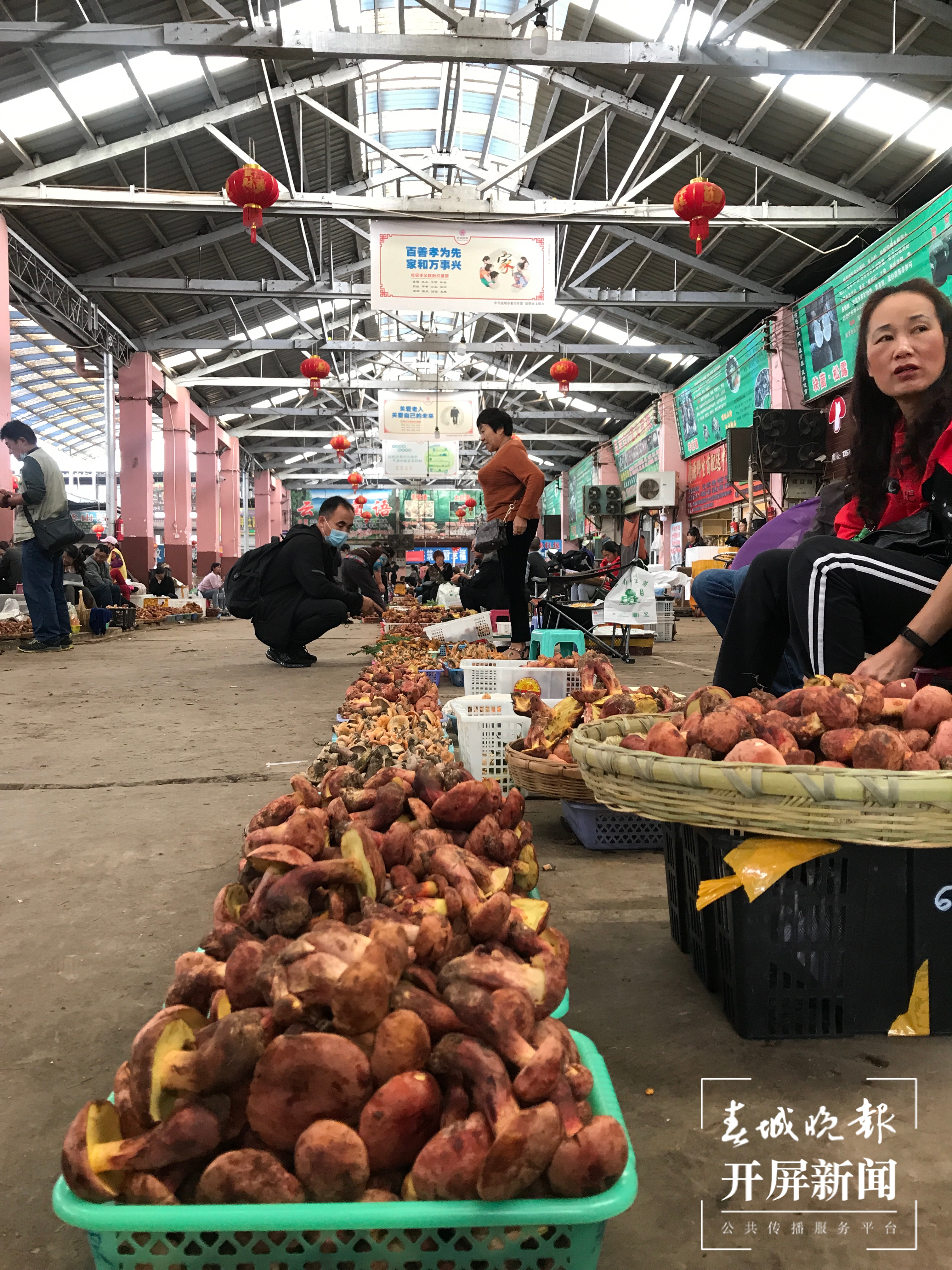 野生菌 杨质高 摄
