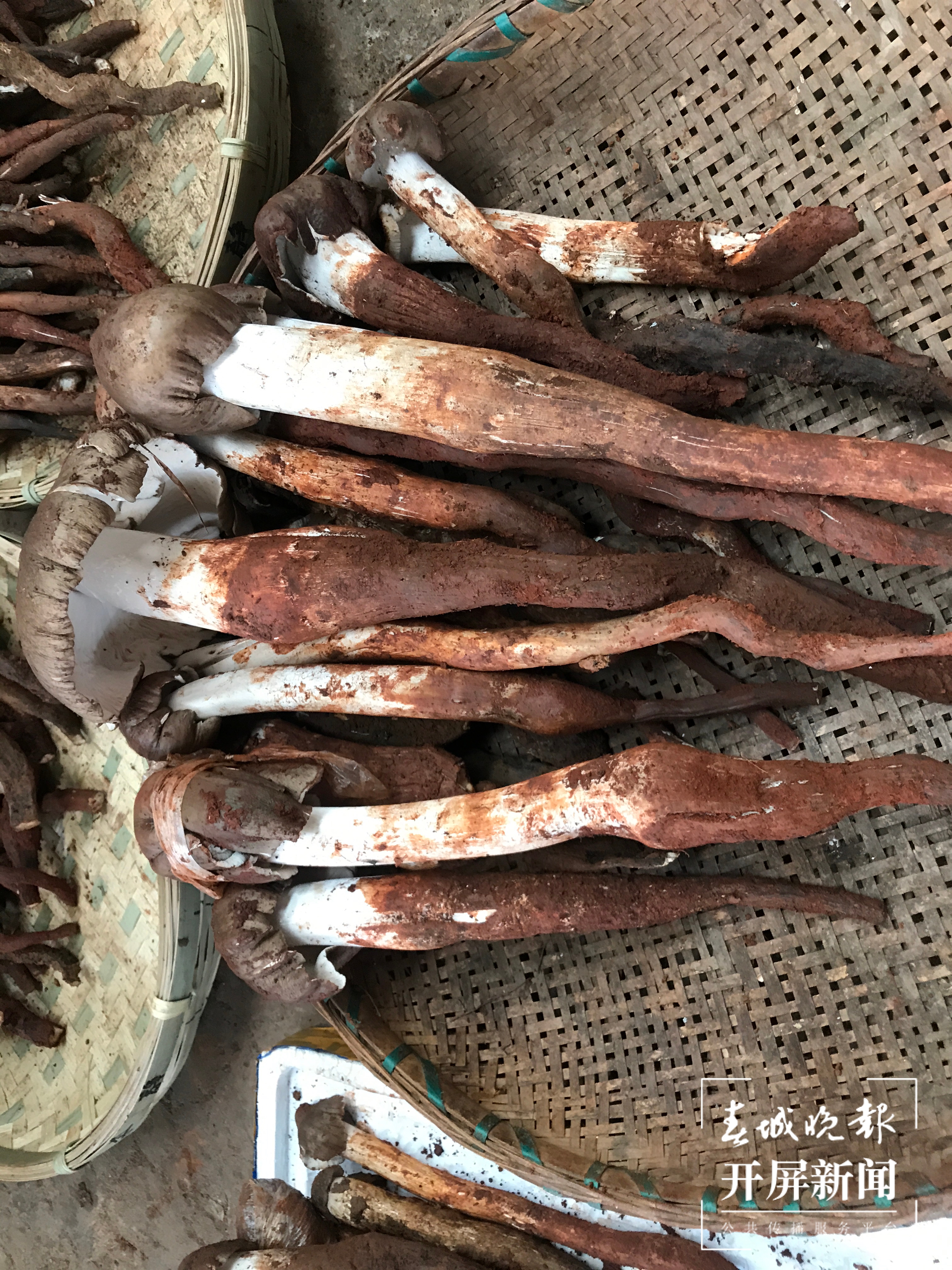 野生菌 杨质高 摄