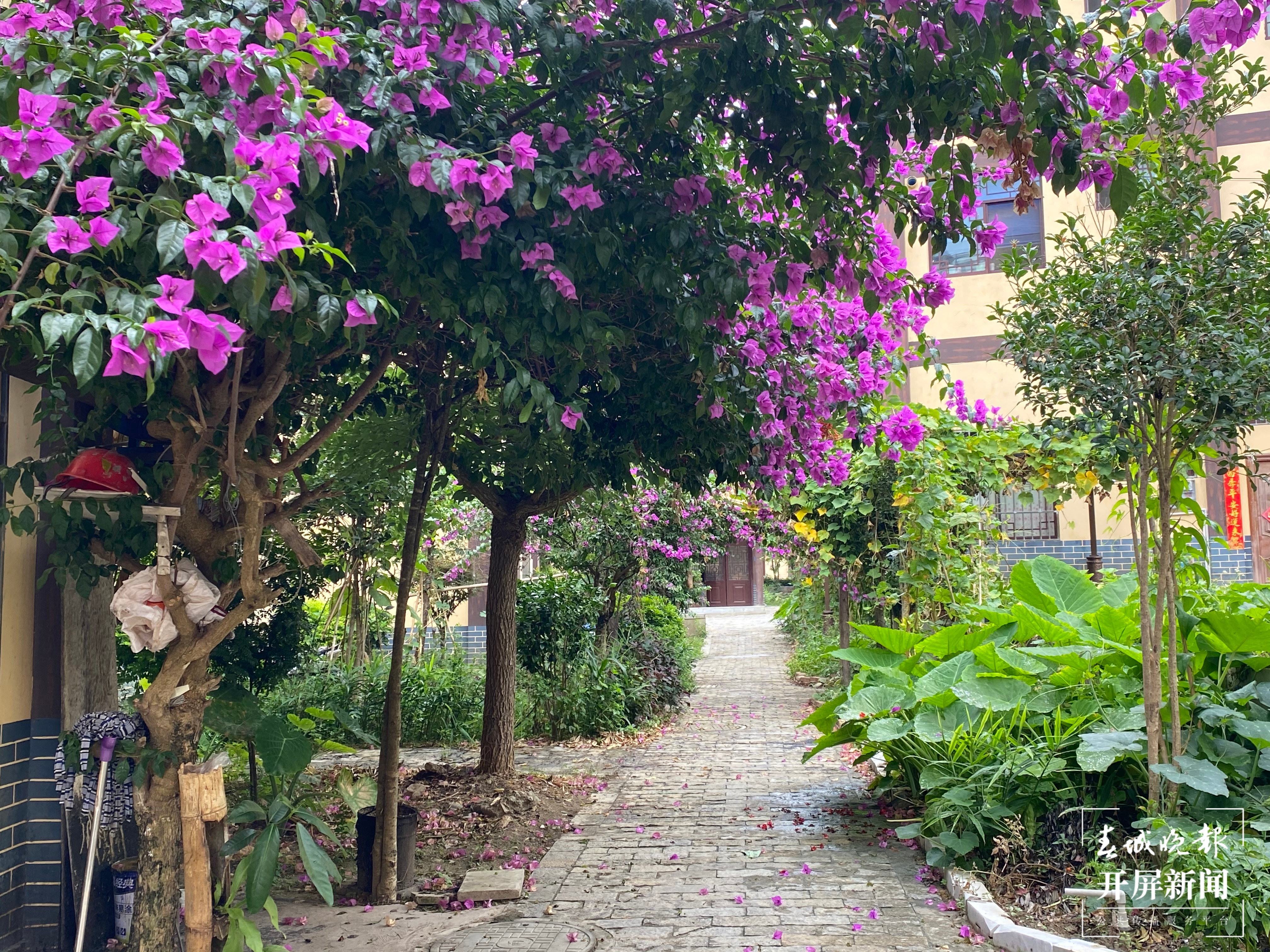 【社科专家红河行】屏边：脱贫户马永刚的幸福生活