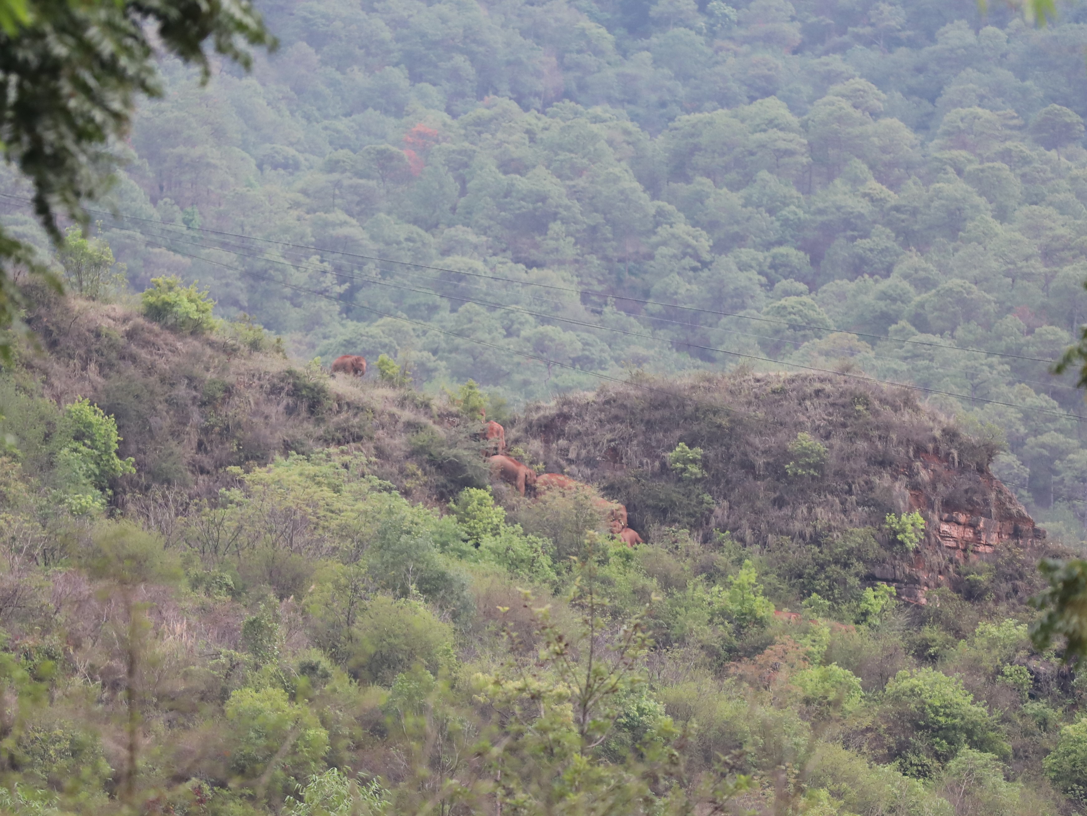 北迁象群和独象均持续小范围迂回活动(云南省森林消防总队供图)