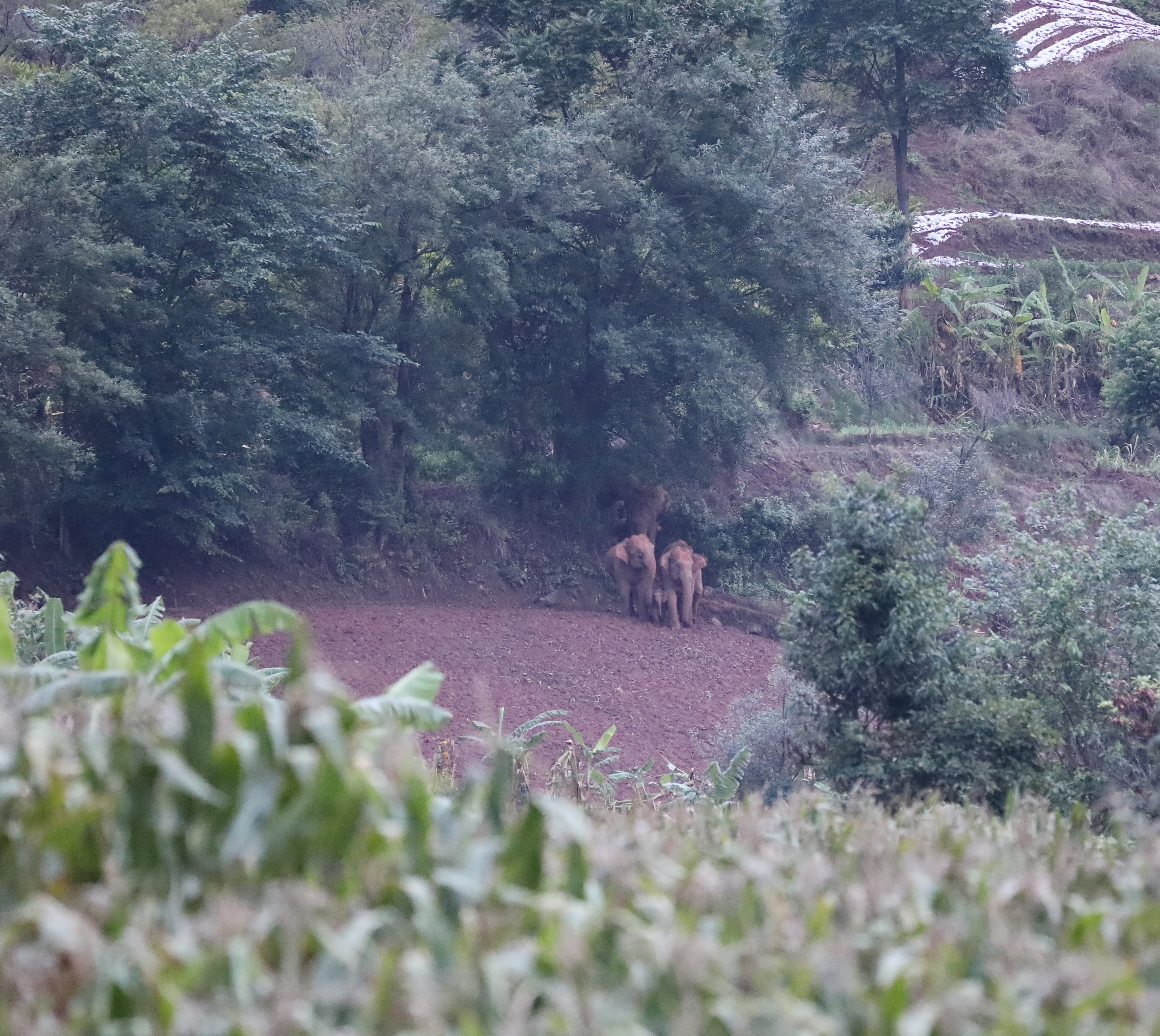 北迁象群和独象均持续小范围迂回活动(云南省森林消防总队供图)