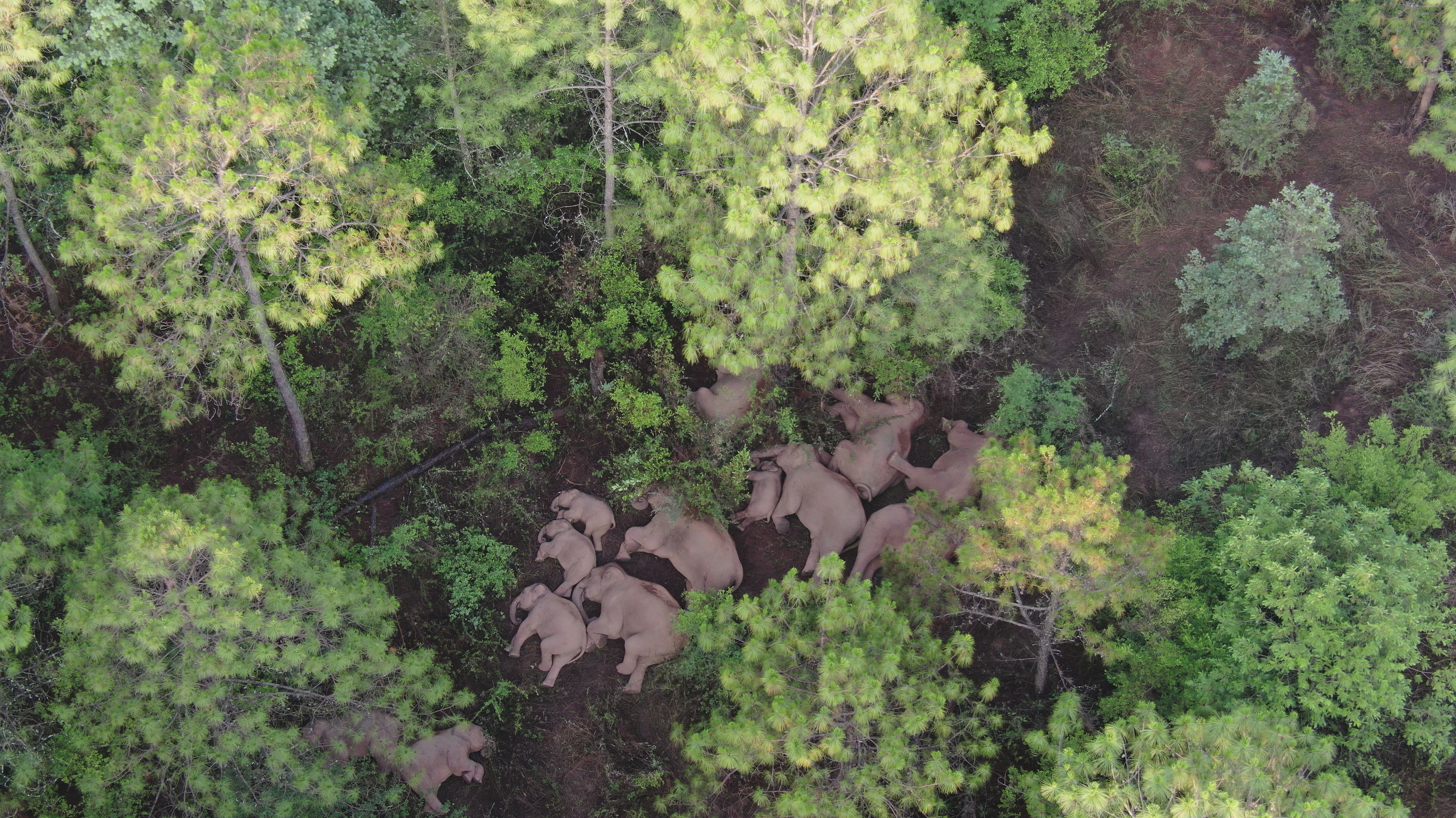 北迁象群和独象均持续小范围迂回活动(云南省森林消防总队供图)