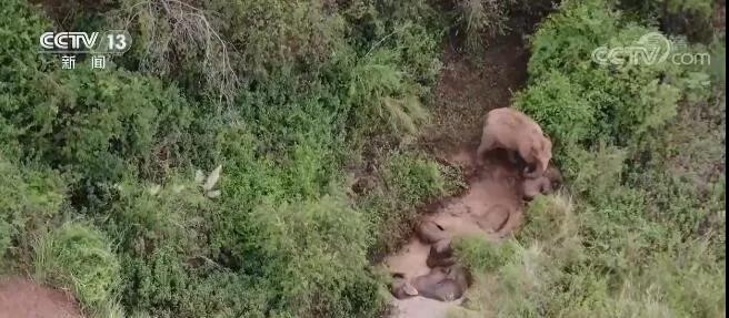 大象（图自央视新闻）