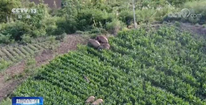 大象（图自央视新闻）