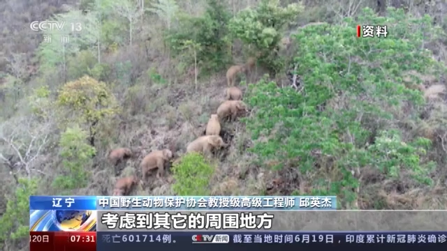 云南野象北上正常吗？野生象是迁徙物种吗？一文科普→