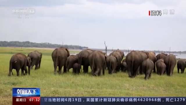 云南野象北上正常吗？野生象是迁徙物种吗？一文科普→