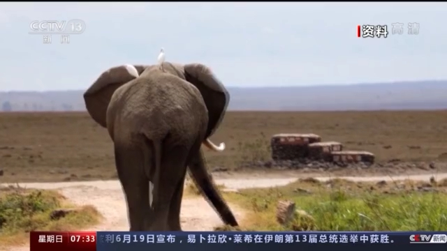 云南野象北上正常吗？野生象是迁徙物种吗？一文科普→