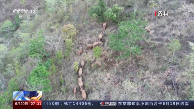 云南野象北上正常吗？野生象是迁徙物种吗？一文科普→