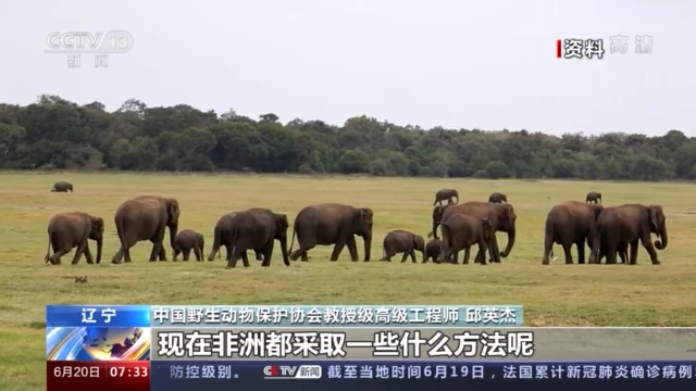 云南野象北上正常吗？野生象是迁徙物种吗？一文科普→