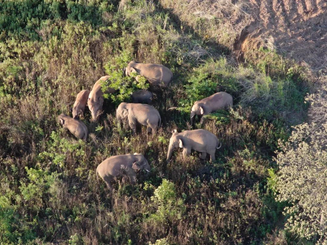北移象群小范围活动整体平稳