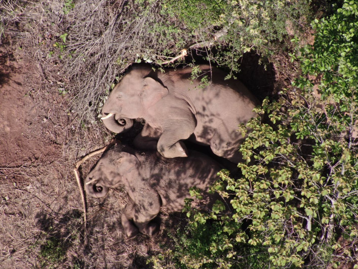 北移象群小范围活动整体平稳