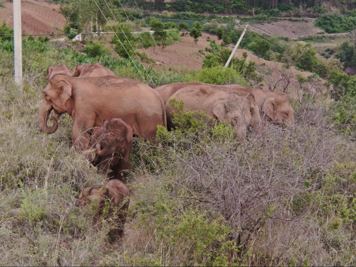 北移象群小范围活动整体平稳