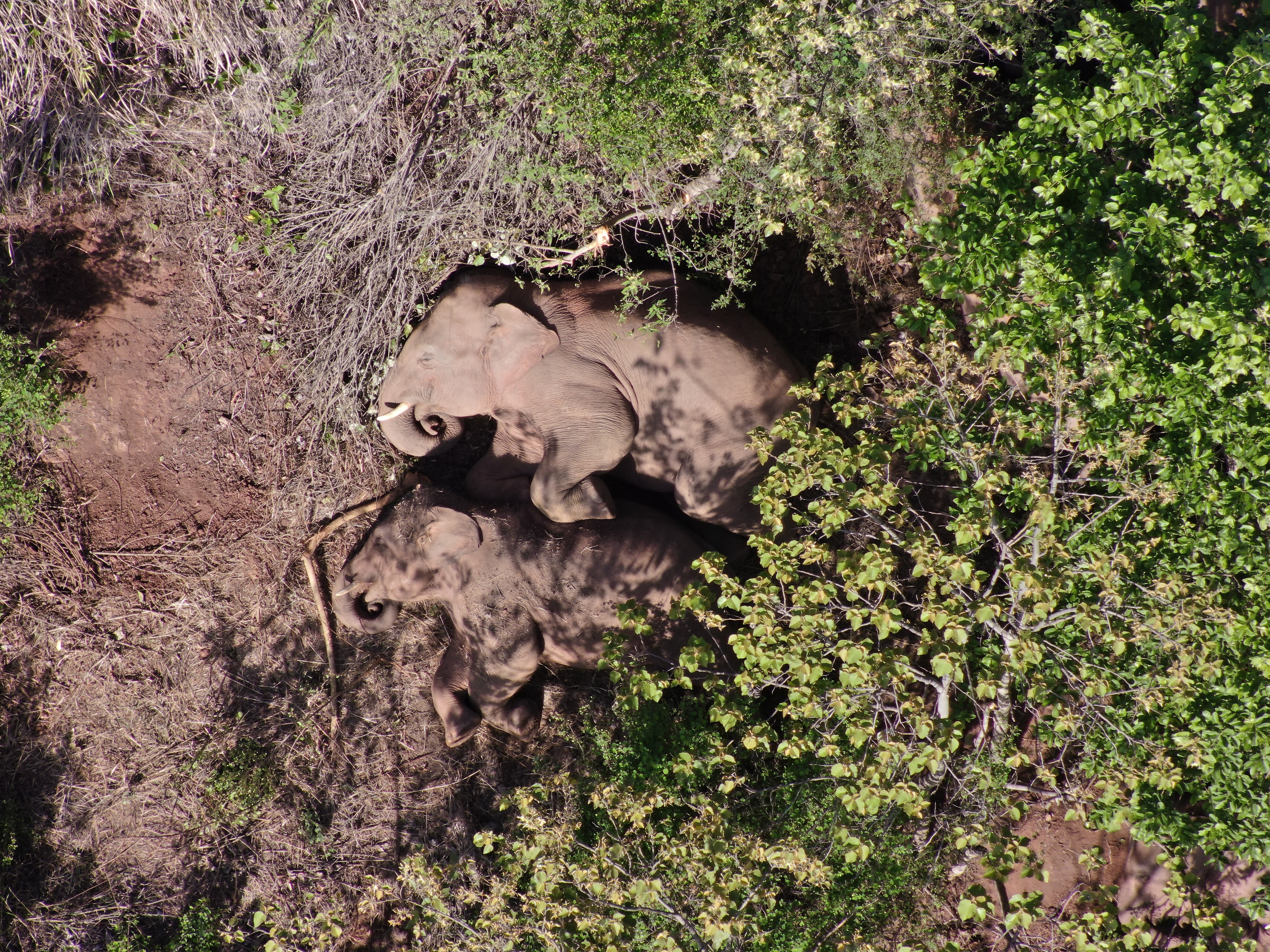 象群总体向北迁移9.3公里，从玉溪峨山折返易门 (1).JPG
