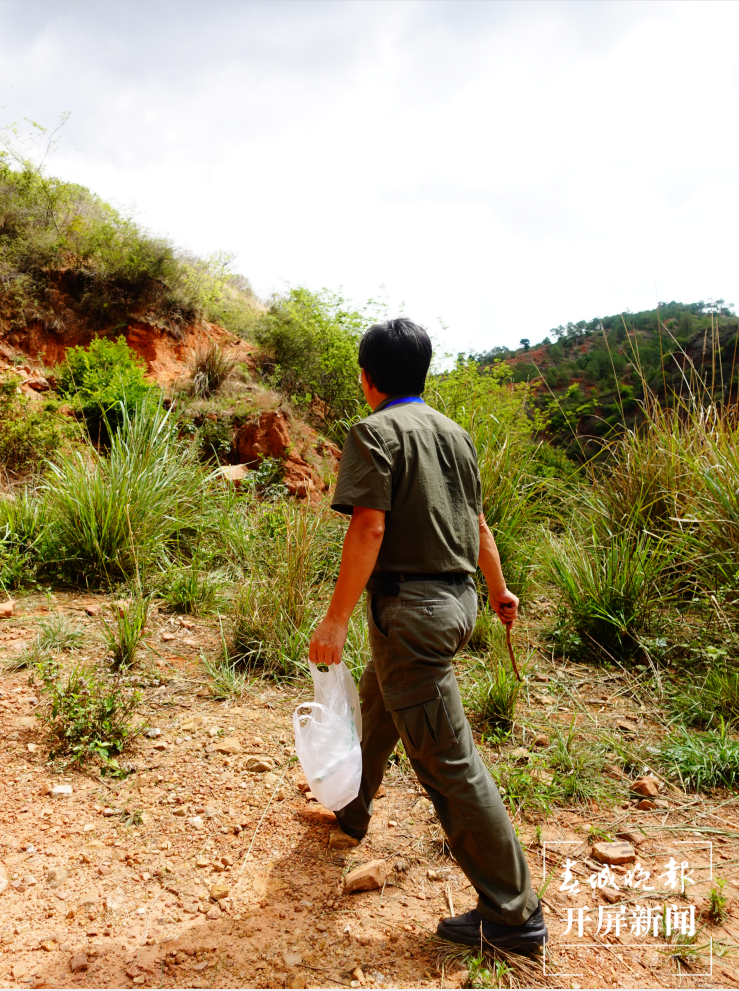长途跋涉的象群身体很健康！来看看大家粪便里的“秘密” 春城晚报-开屏新闻记者 杨质高 摄影报道