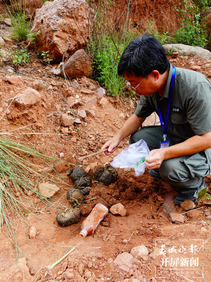 长途跋涉的象群身体很健康！来看看大家粪便里的“秘密” 春城晚报-开屏新闻记者 杨质高 摄影报道