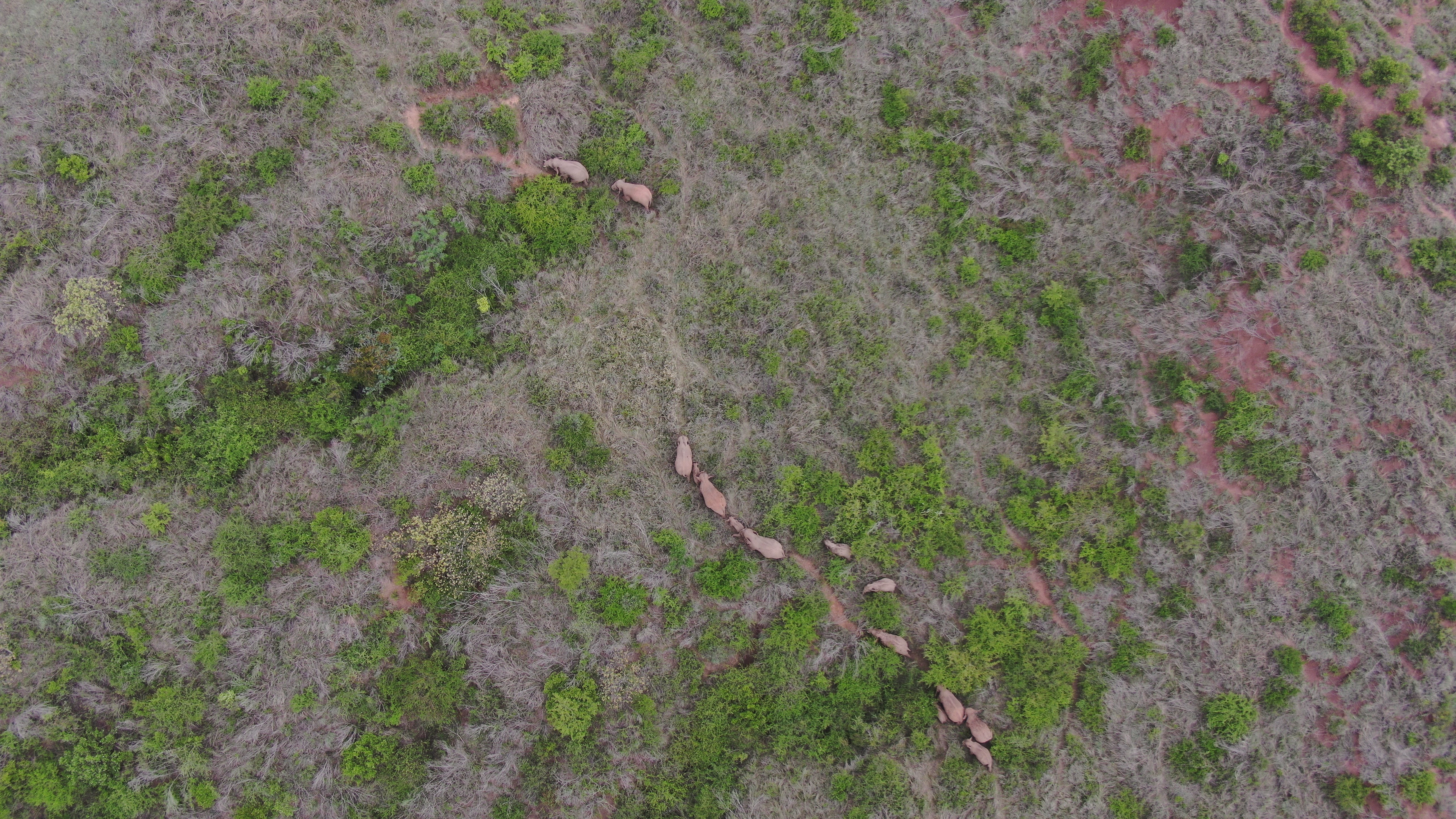 北迁象群向西南迁移3.09公里，离群独象仍在安宁境内距象群24.9公里（供图）