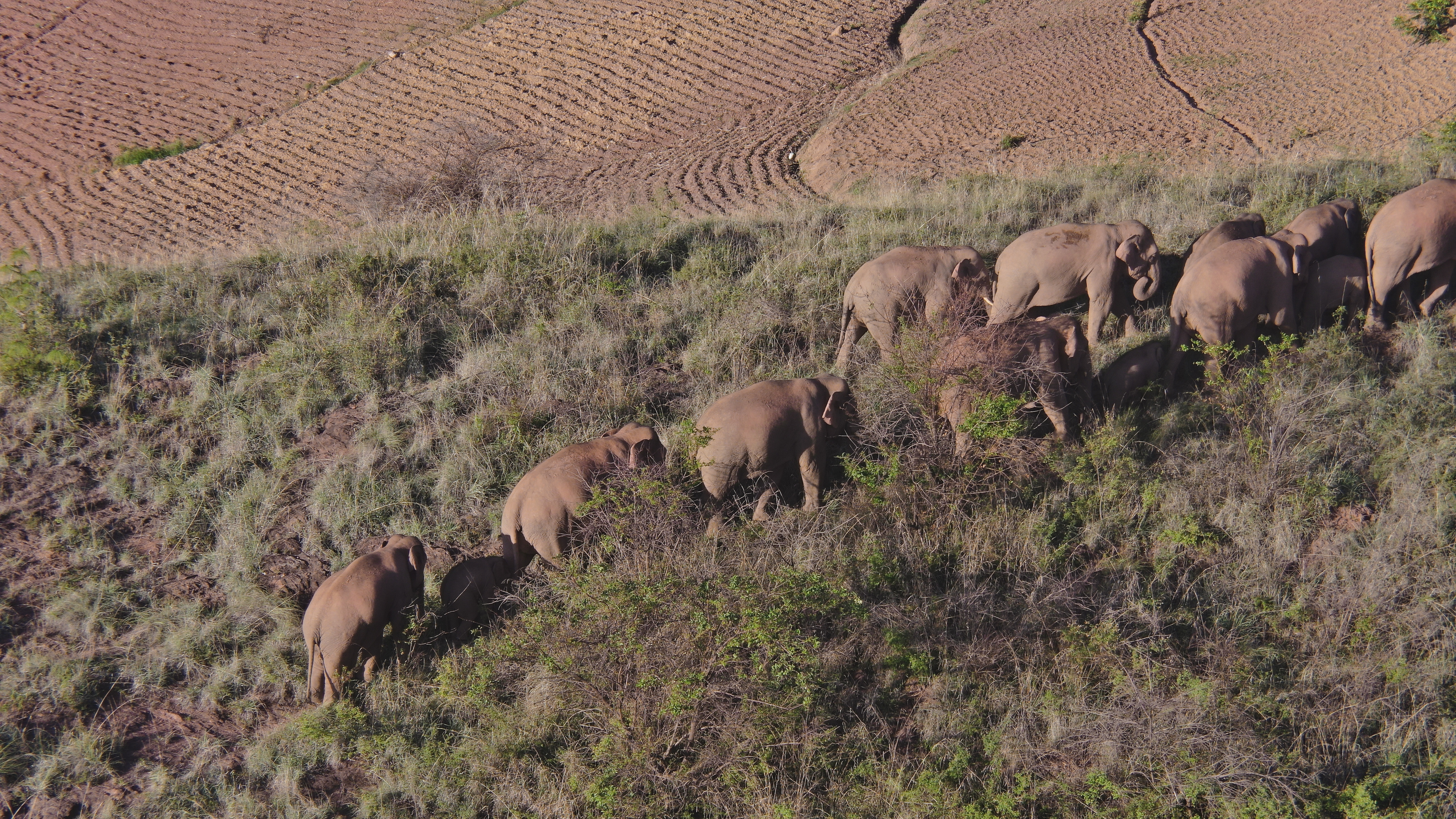 北迁象群向西南迁移3.09公里，离群独象仍在安宁境内距象群24.9公里（供图）