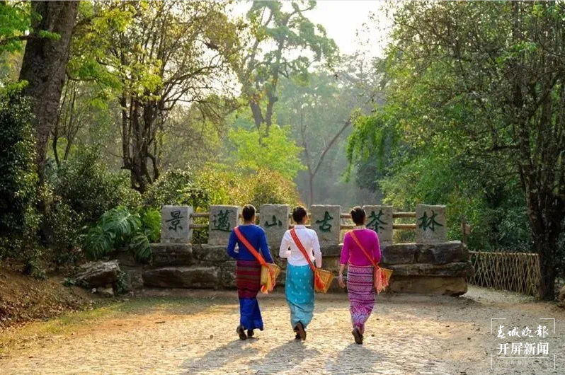 跟着大象游云南｜第二站：普洱，人象和谐的地方