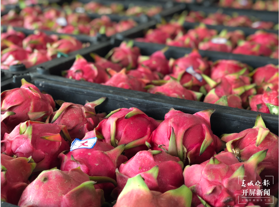 跟着大象游云南|第五站:石屏,万“象”更新的地方