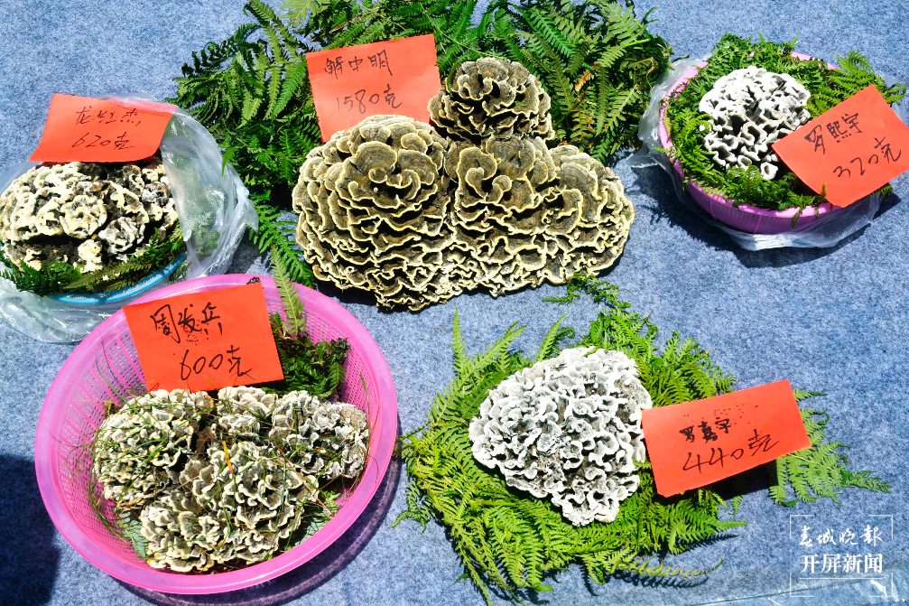 跟着大象游云南|第五站:石屏,万“象”更新的地方