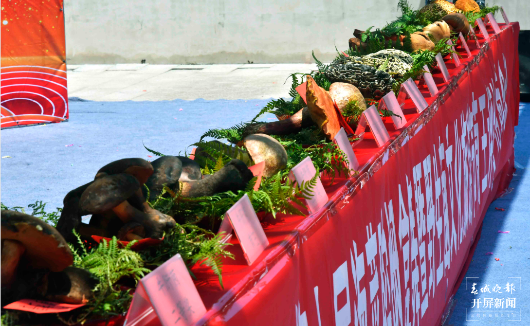 跟着大象游云南|第五站:石屏,万“象”更新的地方