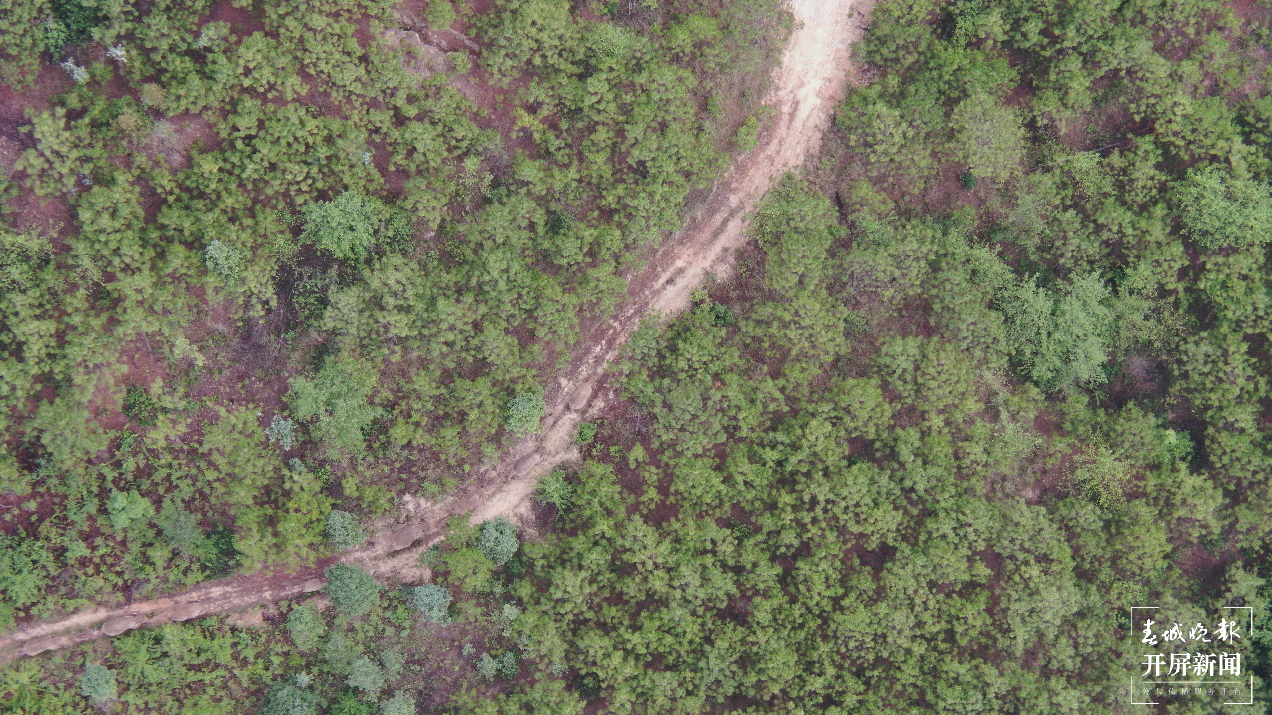 象群总体持续向南迁移15公里，独象仍在晋宁 (2).JPG