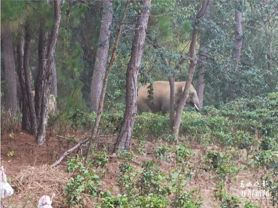 翻垃圾桶、爬石阶、进茶地休息……离群小象哥俩好，一起闲逛一起闹  春城晚报-开屏新闻记者 左学佳 摄影报道