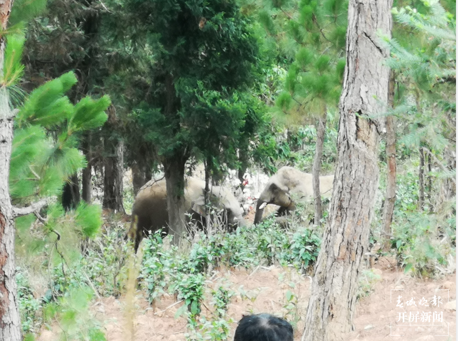 翻垃圾桶、爬石阶、进茶地休息……离群小象哥俩好，一起闲逛一起闹  春城晚报-开屏新闻记者 左学佳 摄影报道