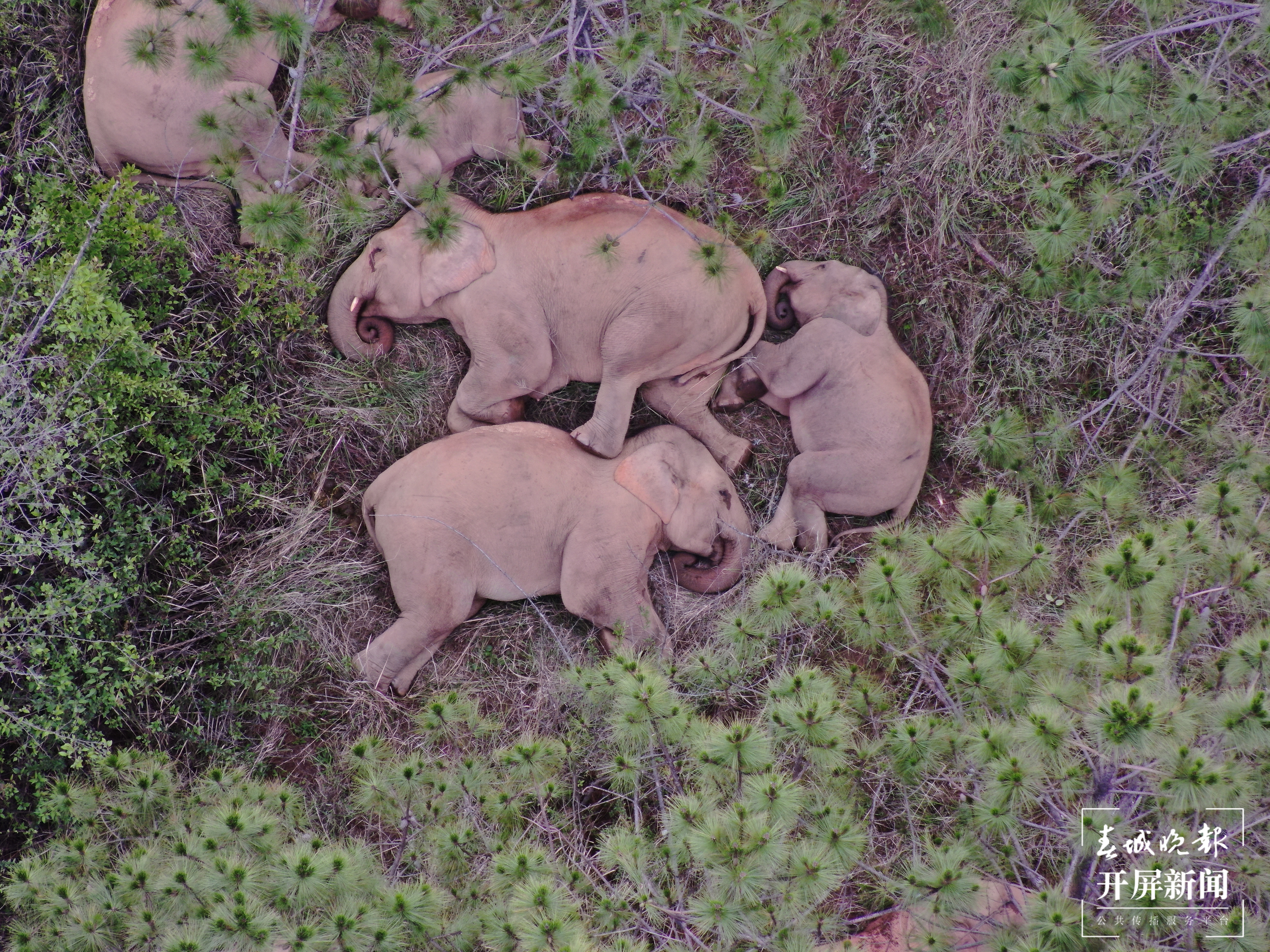 象群总体继续向南迁移 (1).JPG